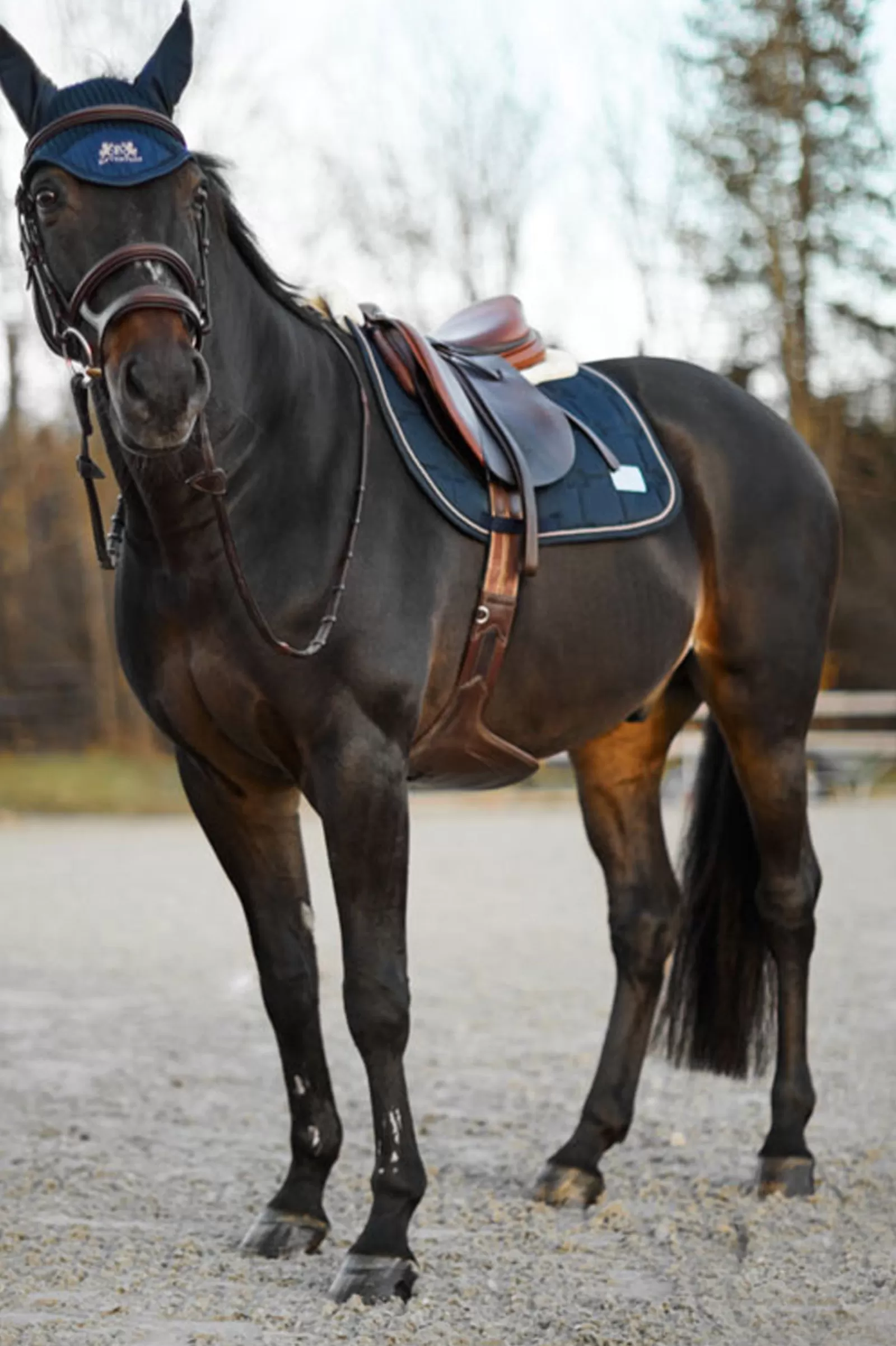 bvertigo B Vertigo Alaska All Purpose Saddle Pad With Faux Fur Trim> All Purpose & Jumping Saddle Pads