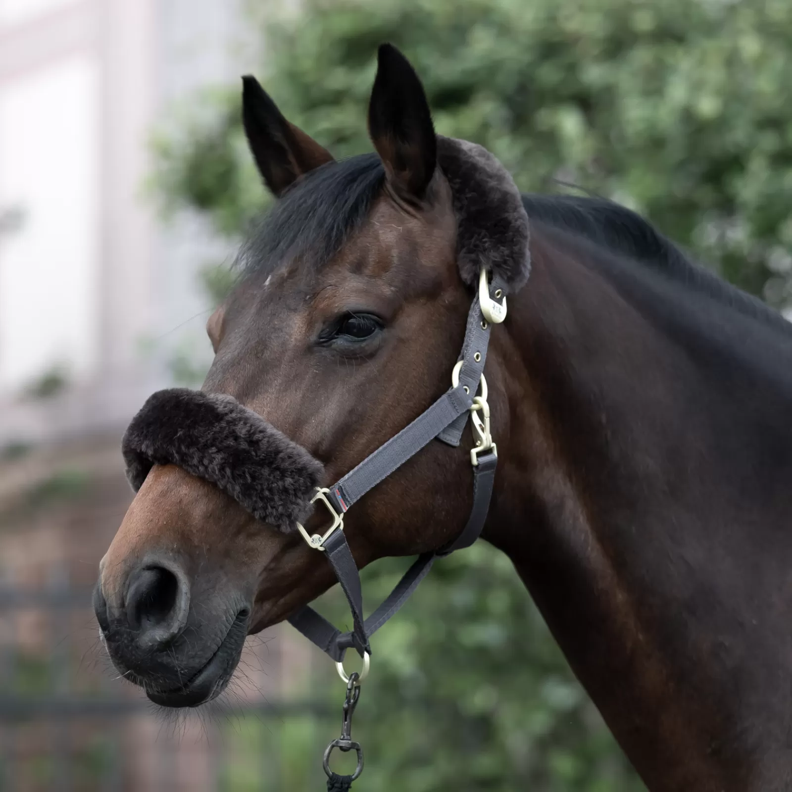 bvertigo B Vertigo Laurier Halter With Sheepskin> Headcollars & Halters