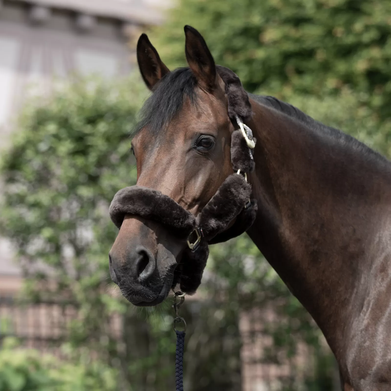 bvertigo B Vertigo Tremblant Halter With Sheepskin> Headcollars & Halters