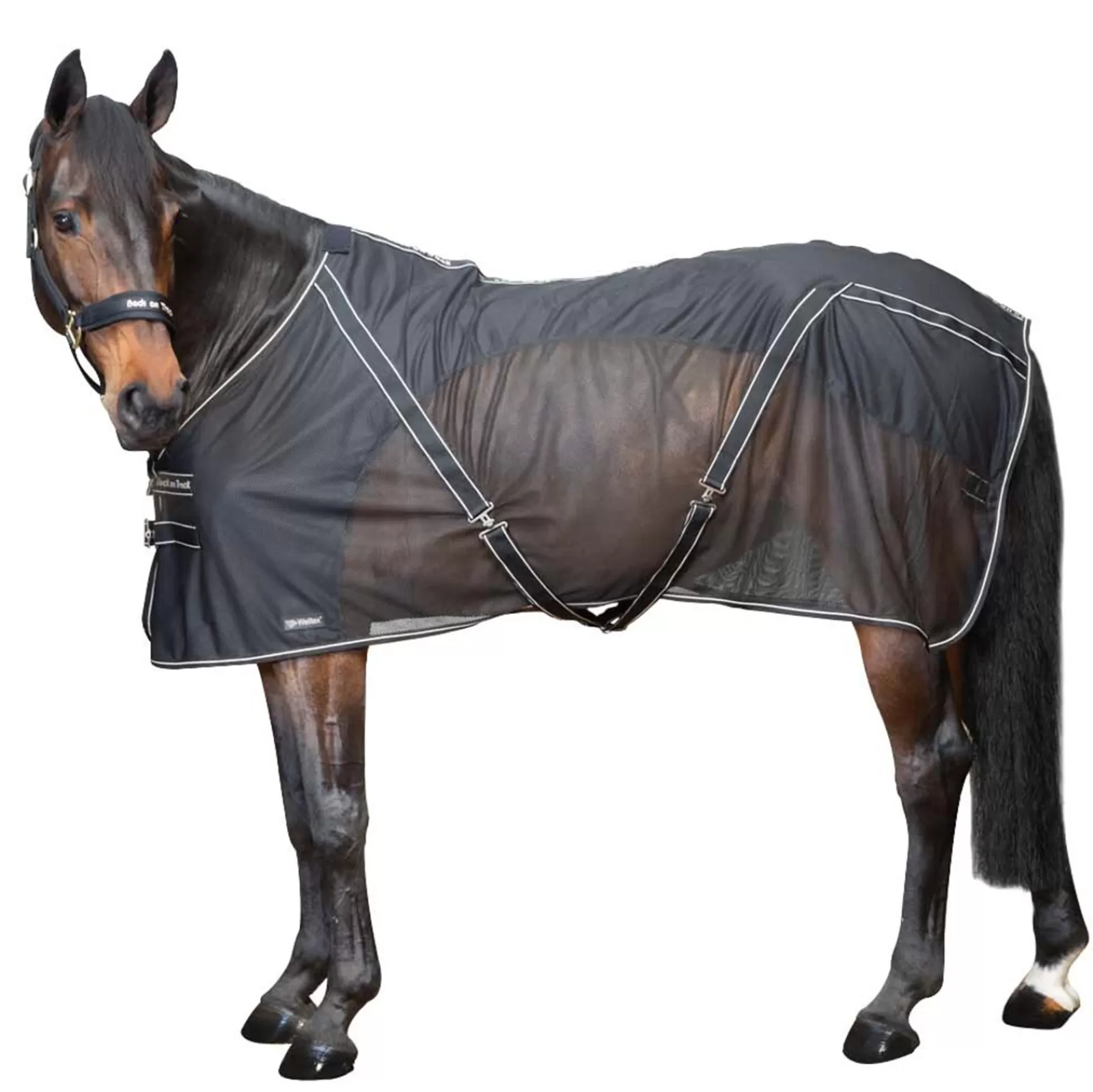 backontrack Back On Track Sienna Cooler> Fleece Horse Rugs & Cooler Rugs