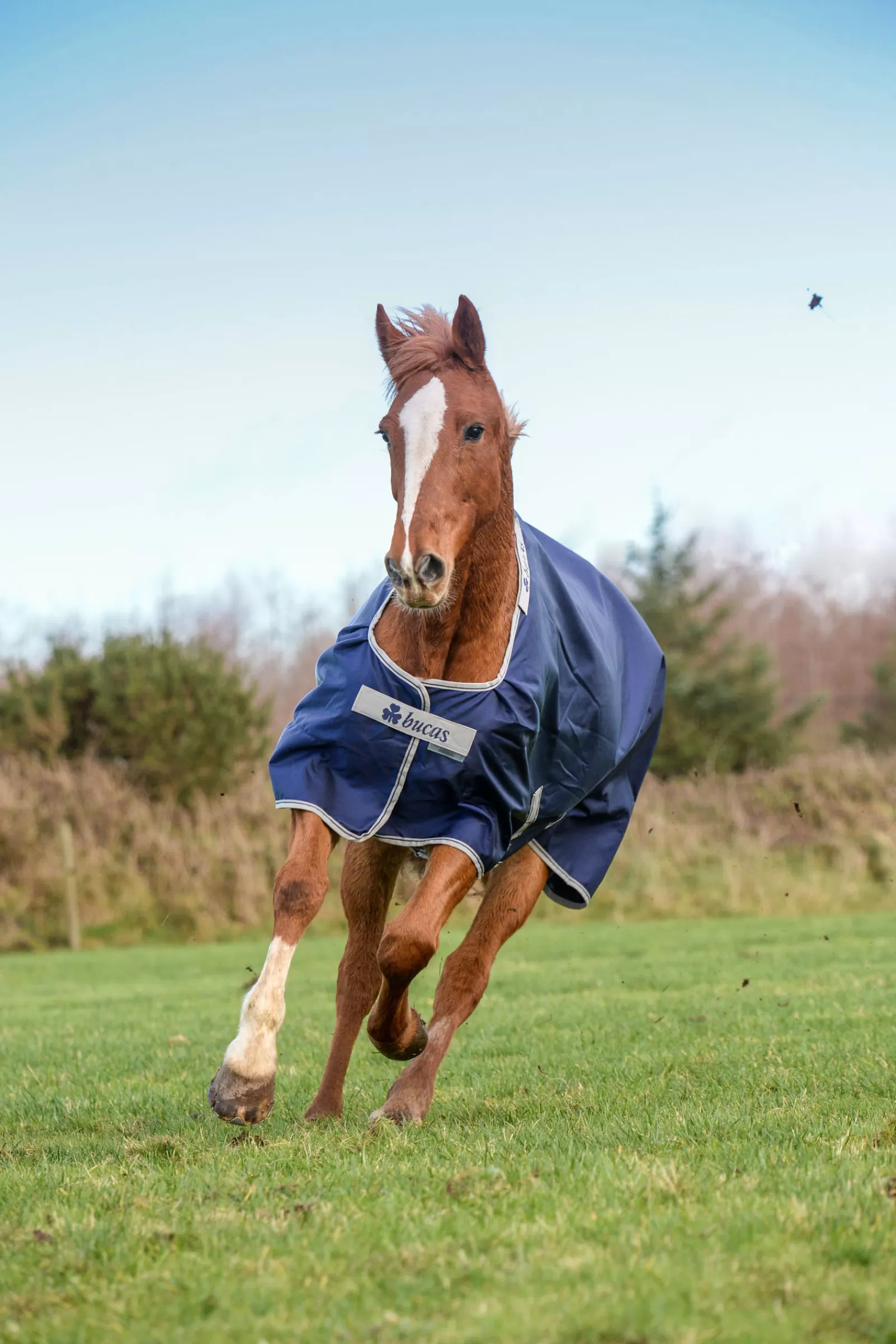 bucas Atlantic Turnout Big Neck 200G> Medium & Heavyweight Turnout Rugs