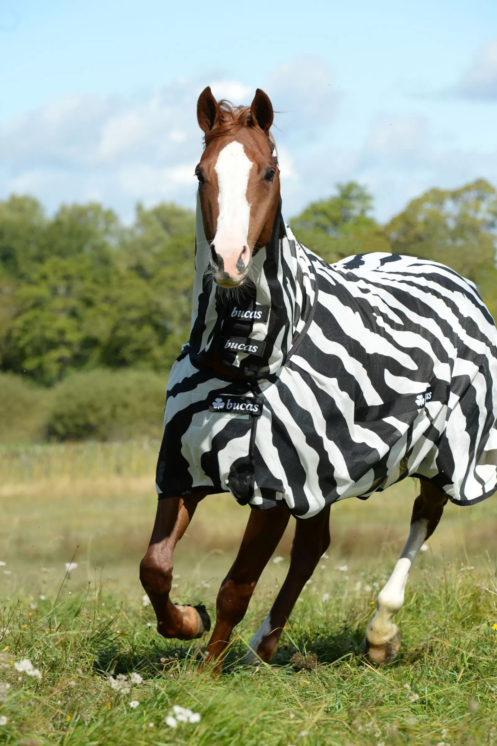 bucas Buzz Off Full-Neck Zebra Fly Rug> Fly Rugs