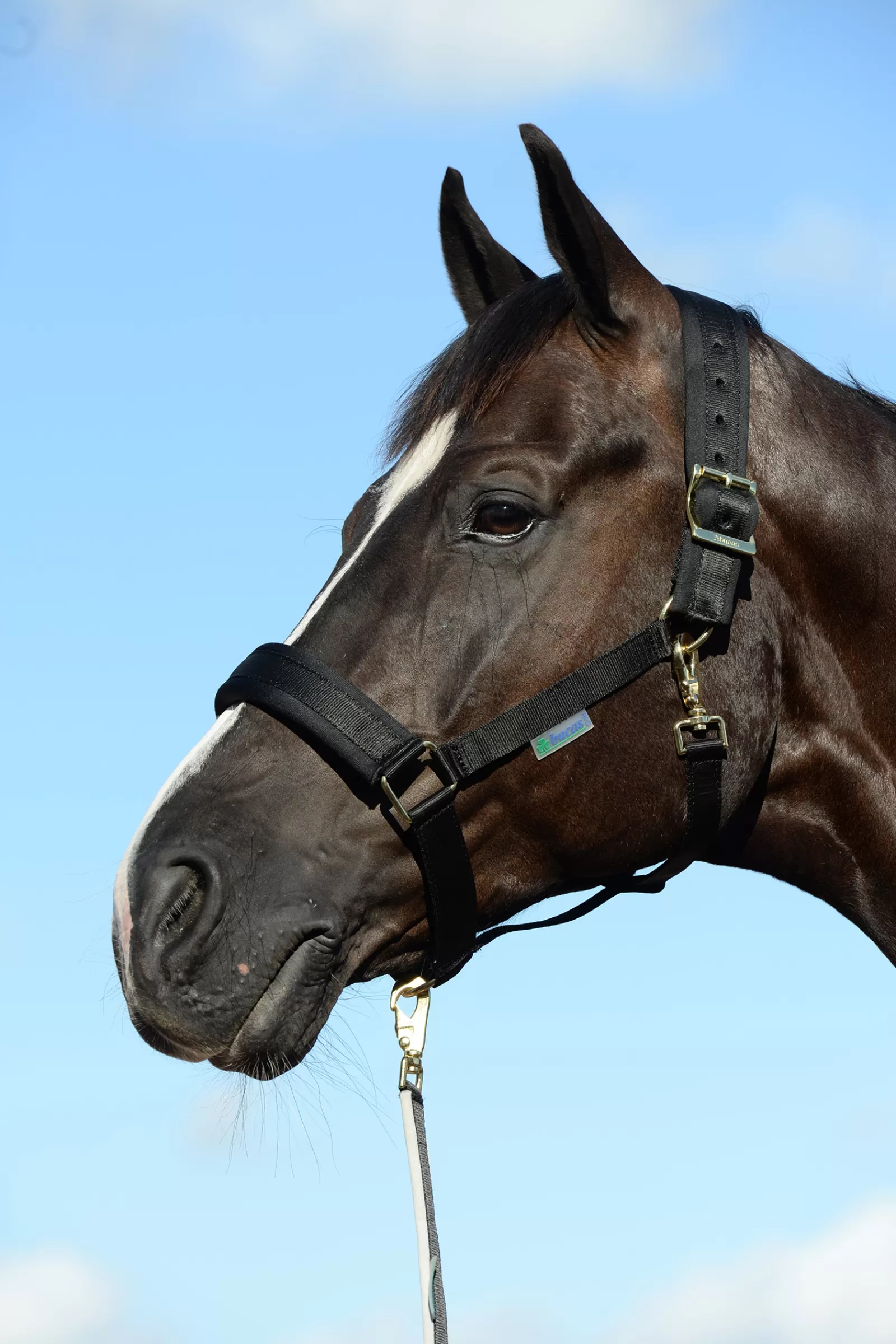 bucas Comfort Halter, Extra Wide, Cushioned Neck And Nose Bands> Headcollars & Halters