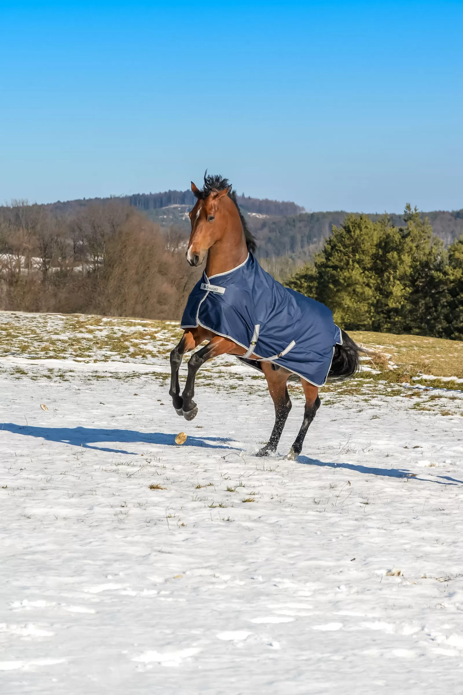 bucas Freedom Turnout Rug, 150G> Medium & Heavyweight Turnout Rugs