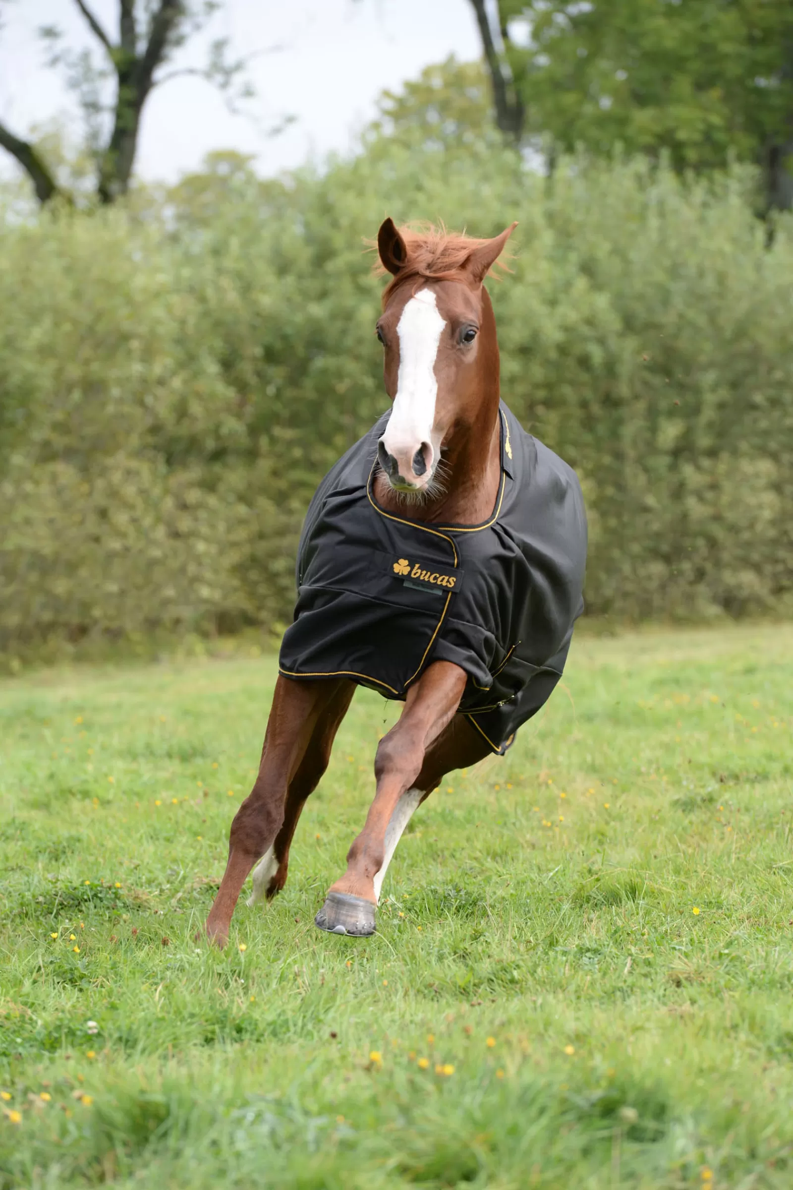 bucas Irish Turnout 150G> Lightweight Turnout Rugs