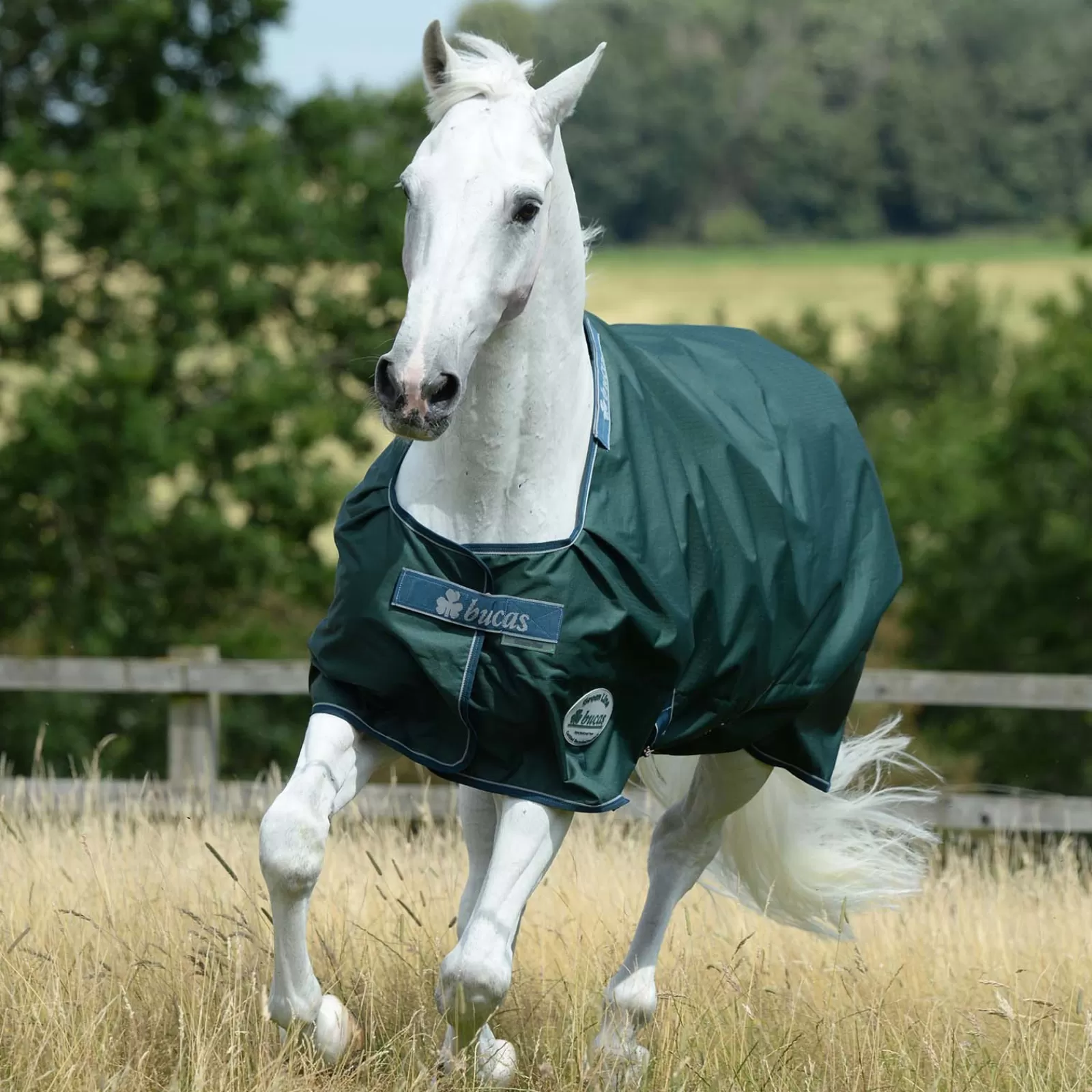 bucas Line Turnout 100G> Lightweight Turnout Rugs