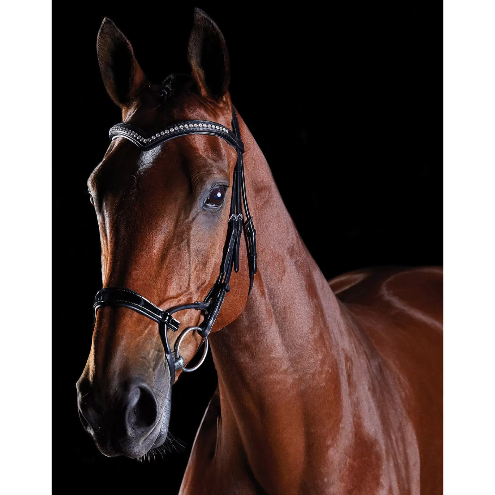 collegiate Comfitec Patent Bridle> Bridles & Nosebands