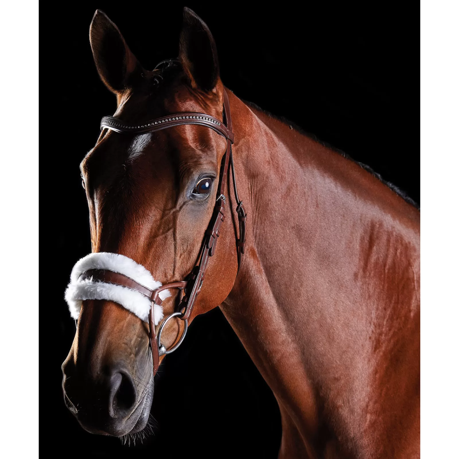 collegiate Comfitec Sheepskin Bridle> Bridles & Nosebands