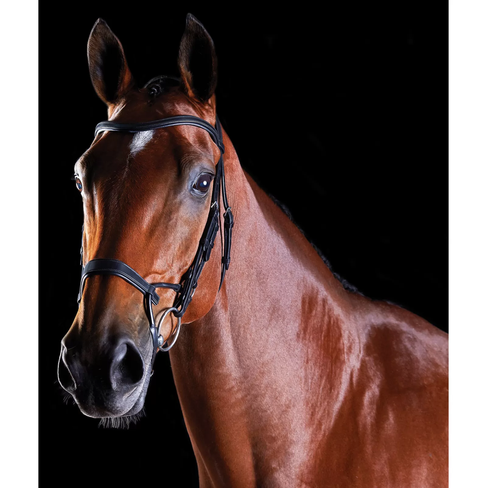 collegiate Comfitec Training Bridle> Bridles & Nosebands