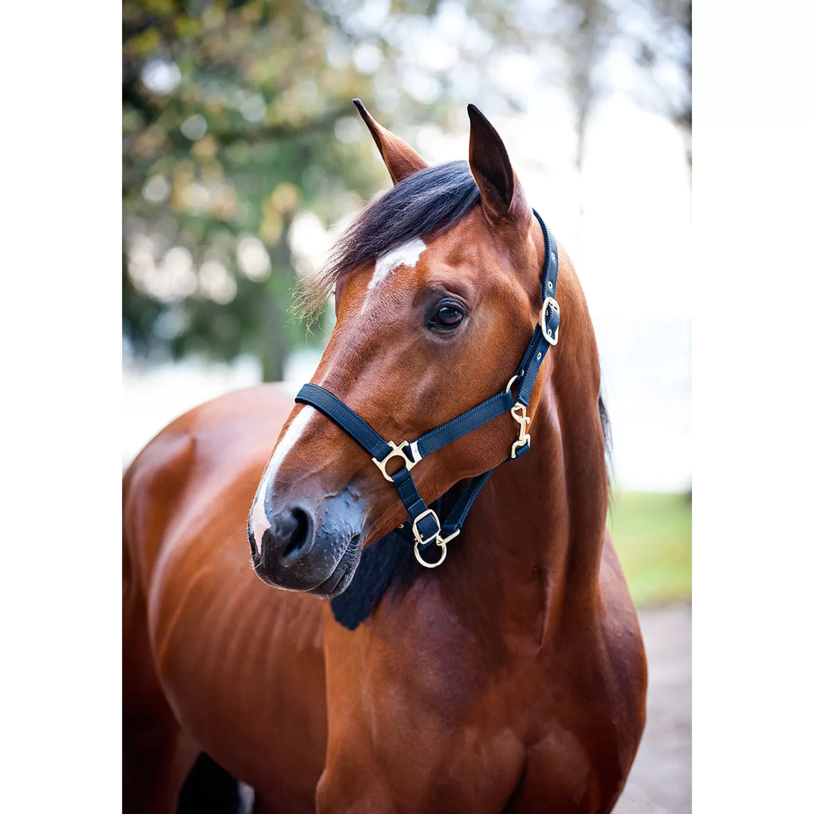 finntack Pro Nylon Padded Halter> Headcollars & Halters