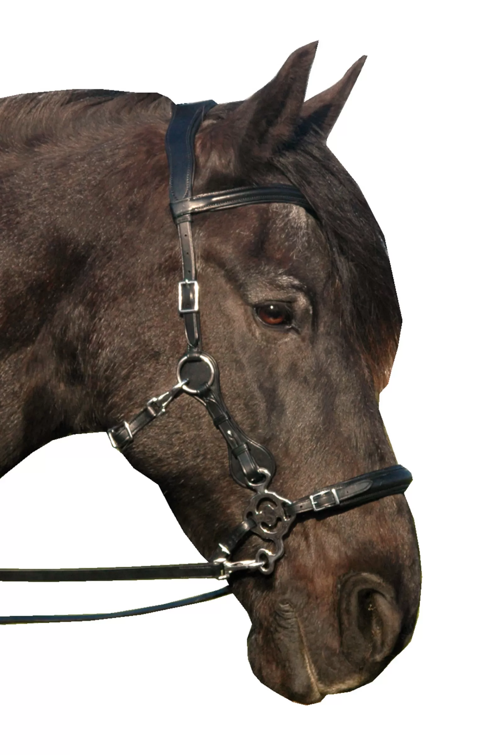 fra Calli Hackamore Bridle (Syst.2) W/Jaw Straps, Scissors & Rein> Bridles & Nosebands