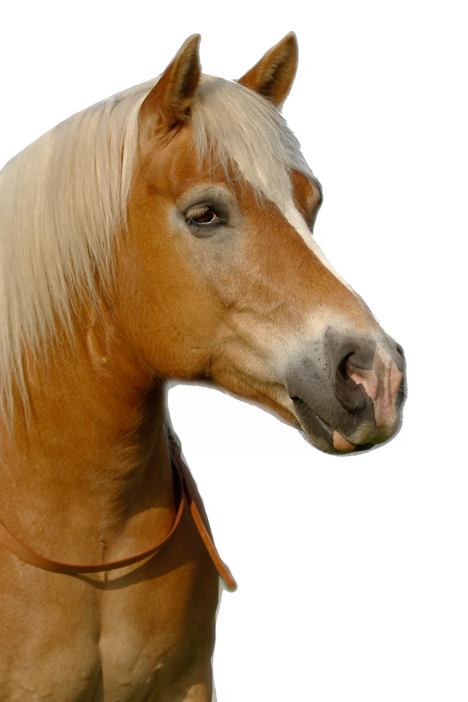 fra F.R.A. Chiron Nh Balance Reins 30Mm Leather, Reins 15Mm Leather> Auxiliary Reins & Lunging Aids
