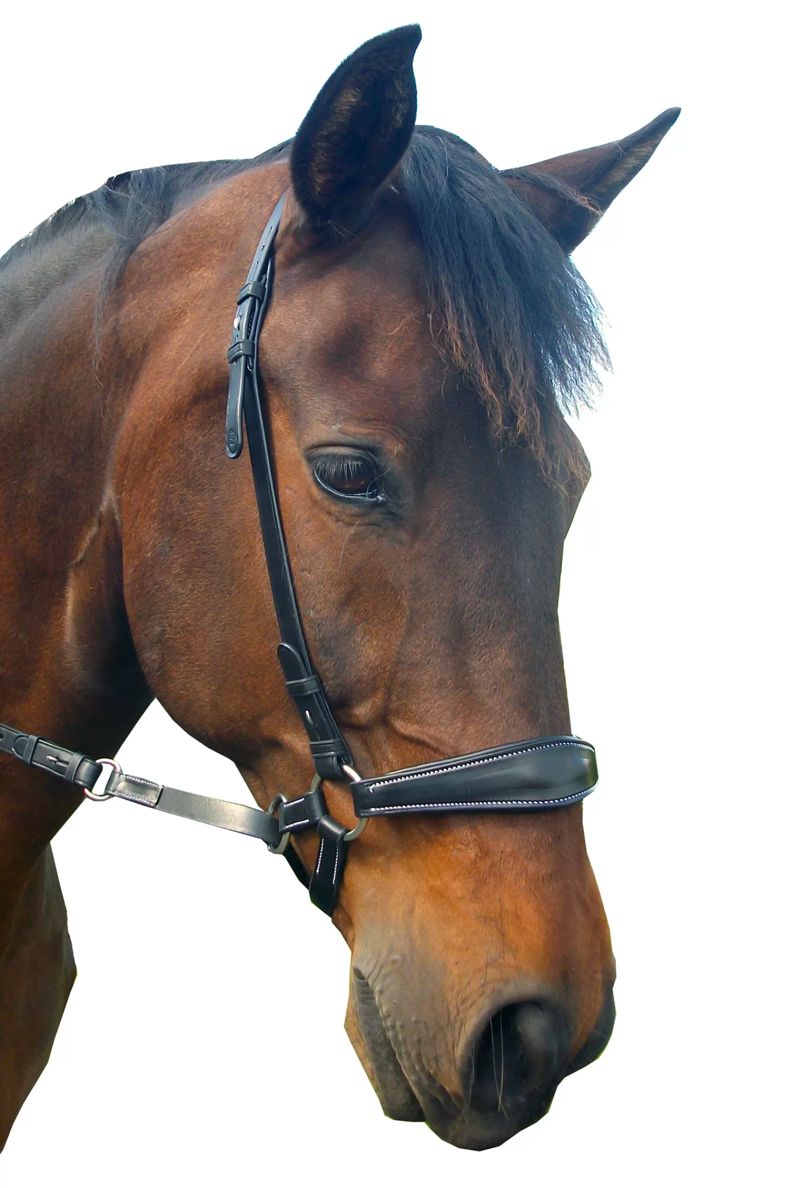 fra Lami Bitless Bridle (System 4) W/ Reins & Studhook Connect> Bridles & Nosebands