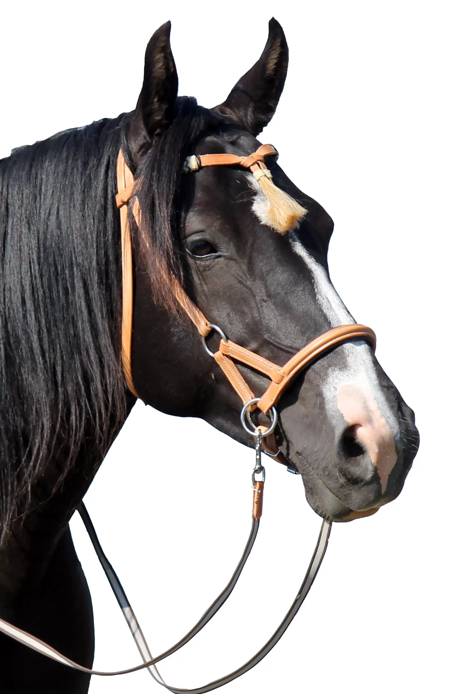 fra F.R.A. Shango Sidepull (System 3) Western Look Leather> Bridles & Nosebands