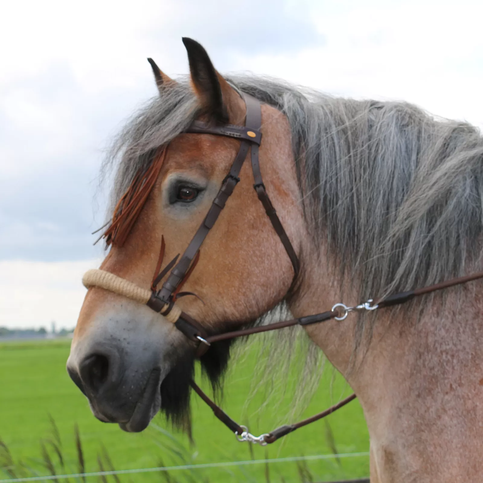 fra F.R.A. Tinver Bitless Bridle (System 4) Soft Leather Reins Incl> Bridles & Nosebands