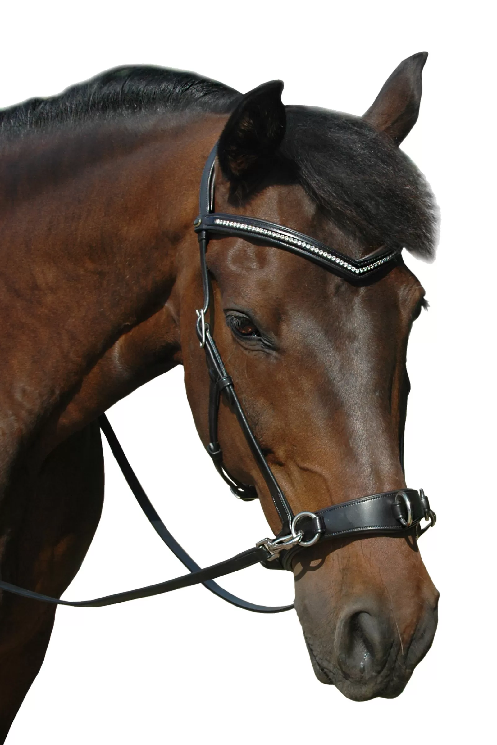 fra F.R.A. Wendy B Cavesson, Bitless Bridle, Leather Reins W/ Clip> Auxiliary Reins & Lunging Aids