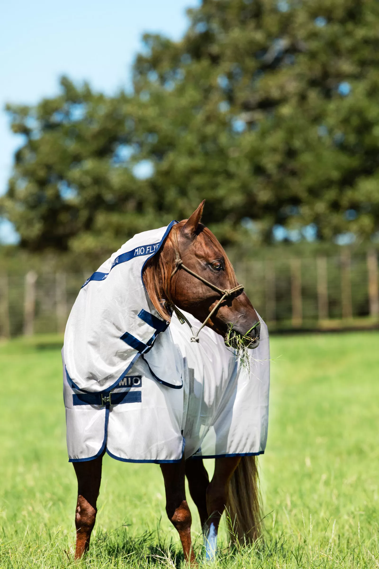 horseware Mio Fly Rug With Fixed Neck> Fly Rugs