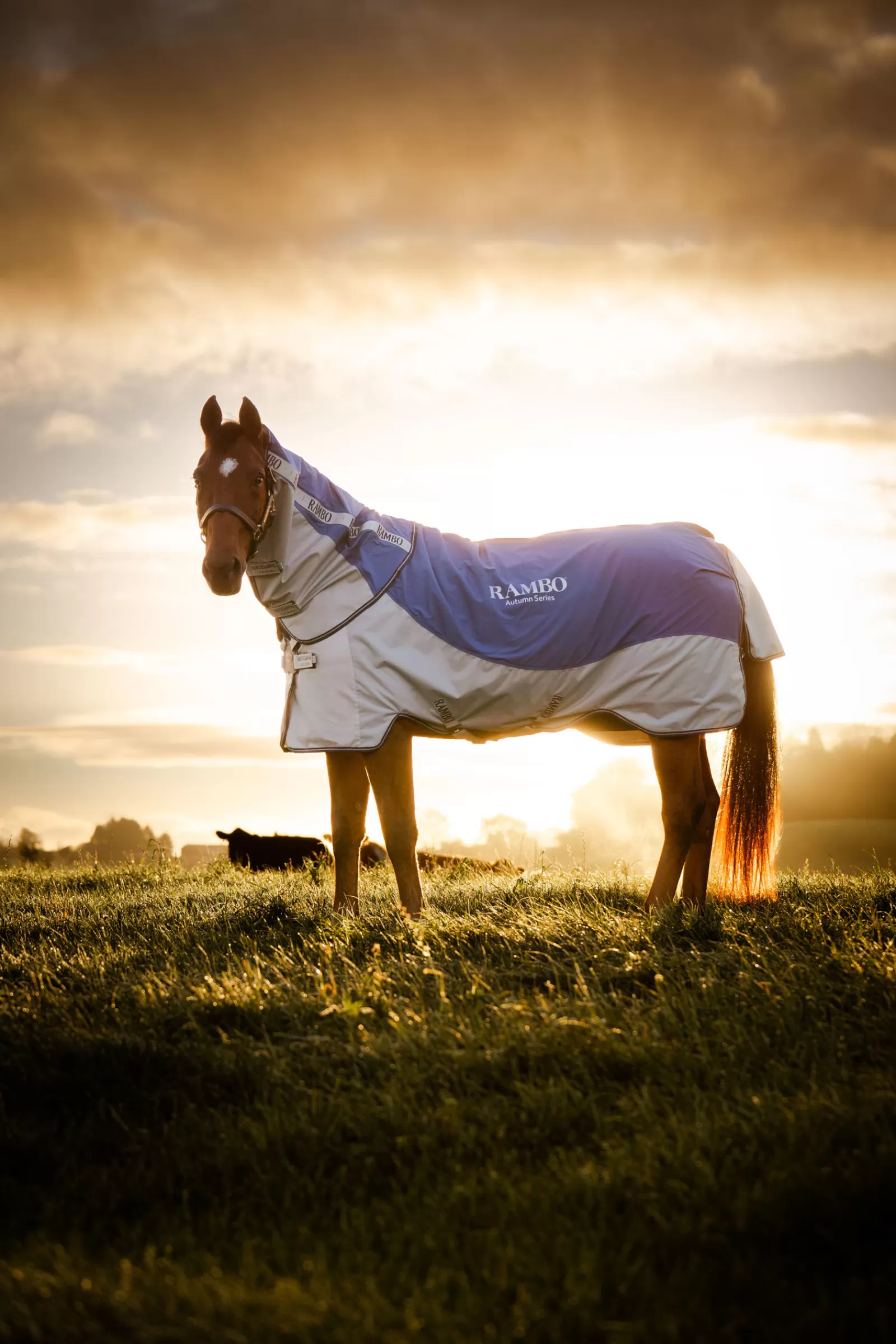 horseware Rambo Autumn Series> Lightweight Turnout Rugs