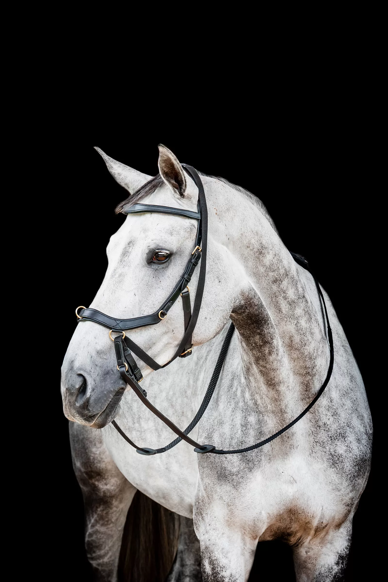 horseware Rambo Micklem 2 Multi Bridle> Bridles & Nosebands