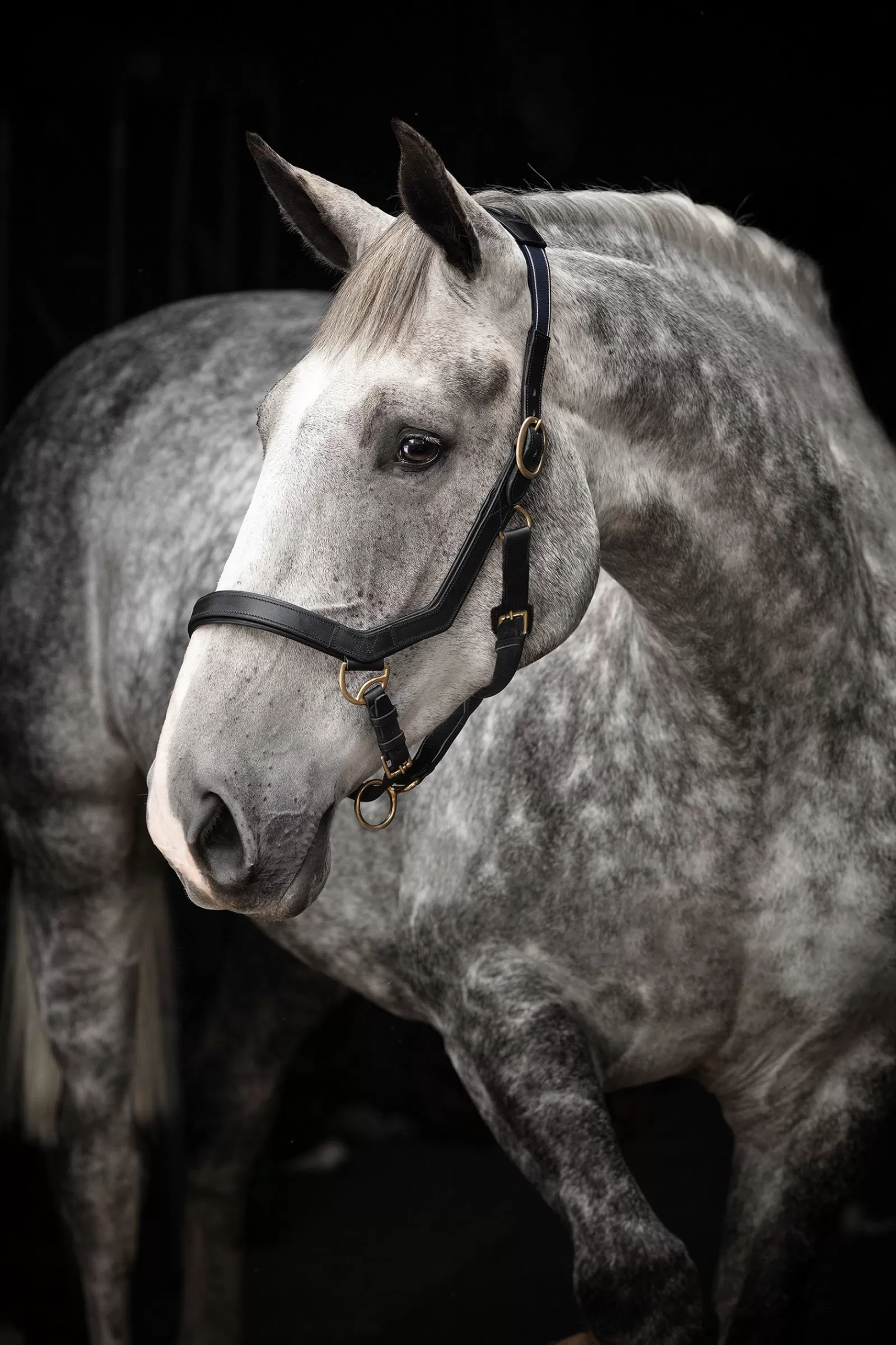 horseware Rambo Micklem Headcollar> Headcollars & Halters