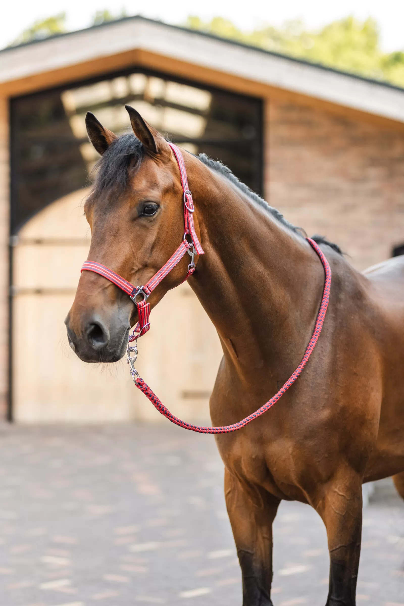 horze Oscillating Halter> Headcollars & Halters