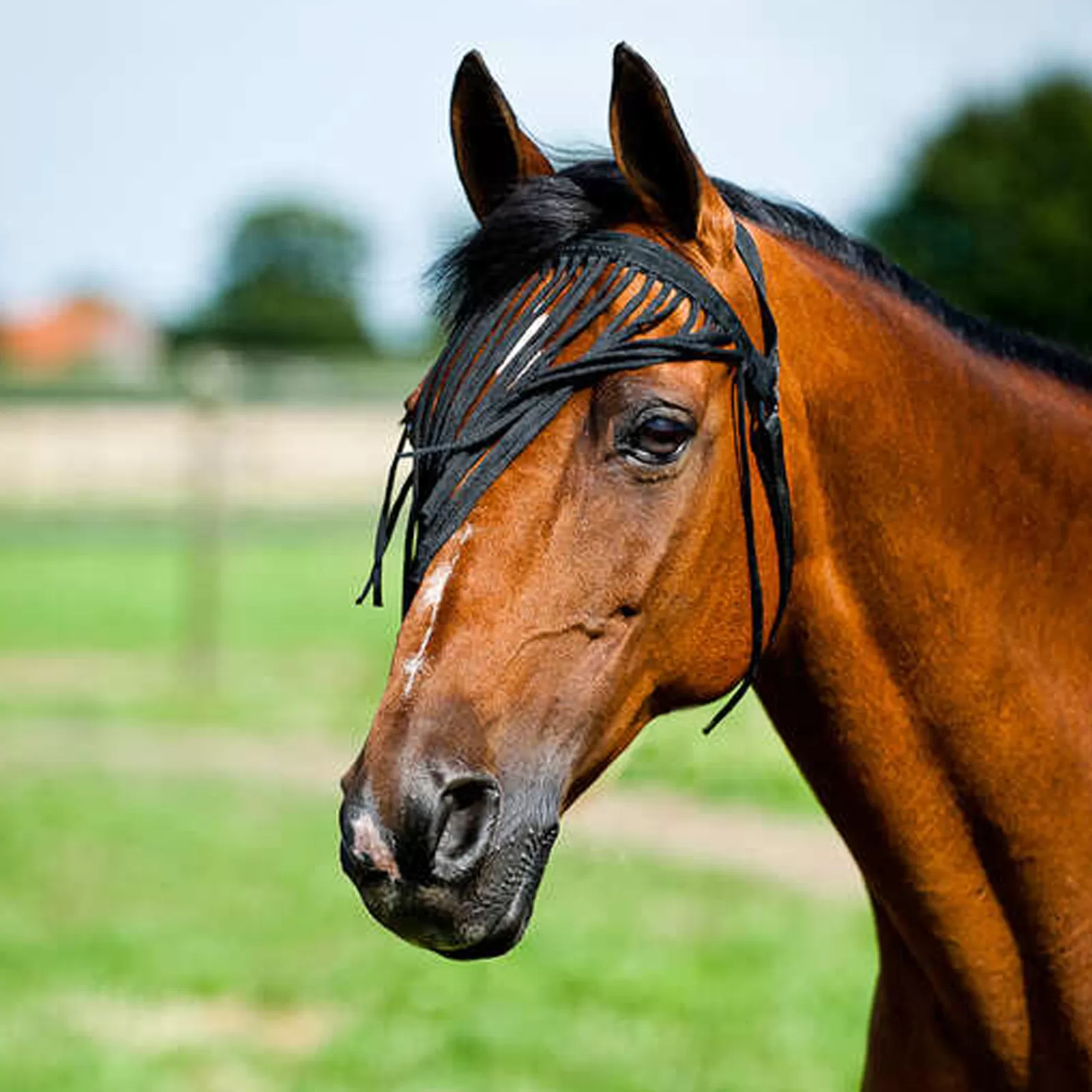 horze Simple Fly Fringe Veil> Fly Masks & Fringes