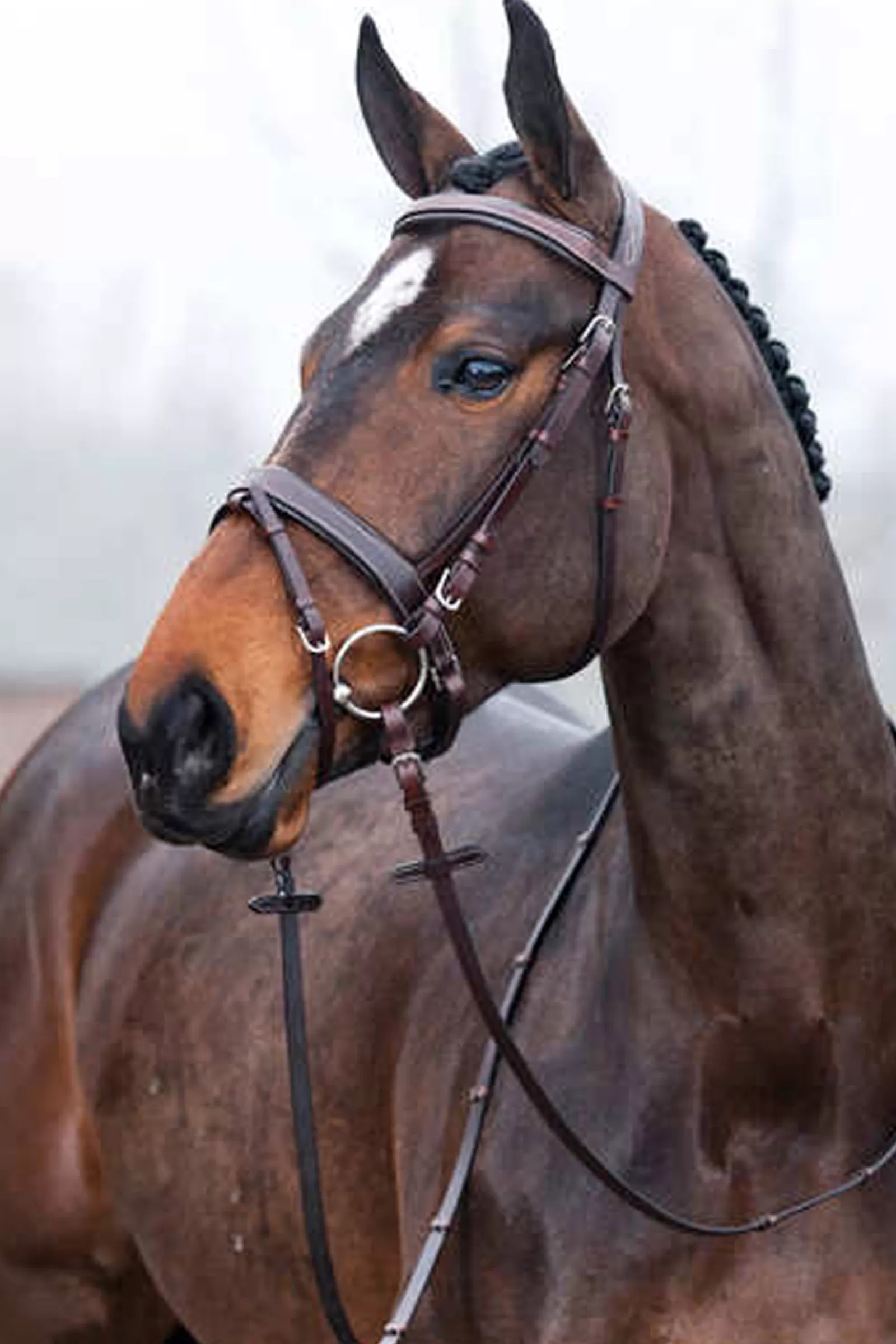 horze Venice Bridle With Reins> Bridles & Nosebands