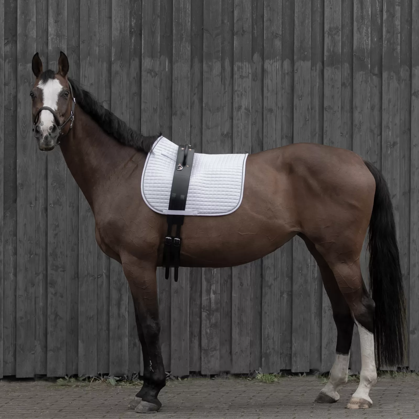 horze Voltige Girth> Lunge Lines & Lunging Ropes