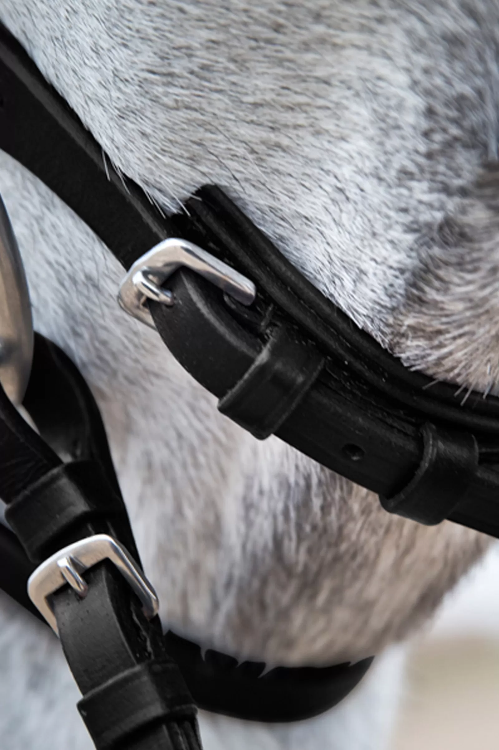 horze Weston Bridle> Bridles & Nosebands