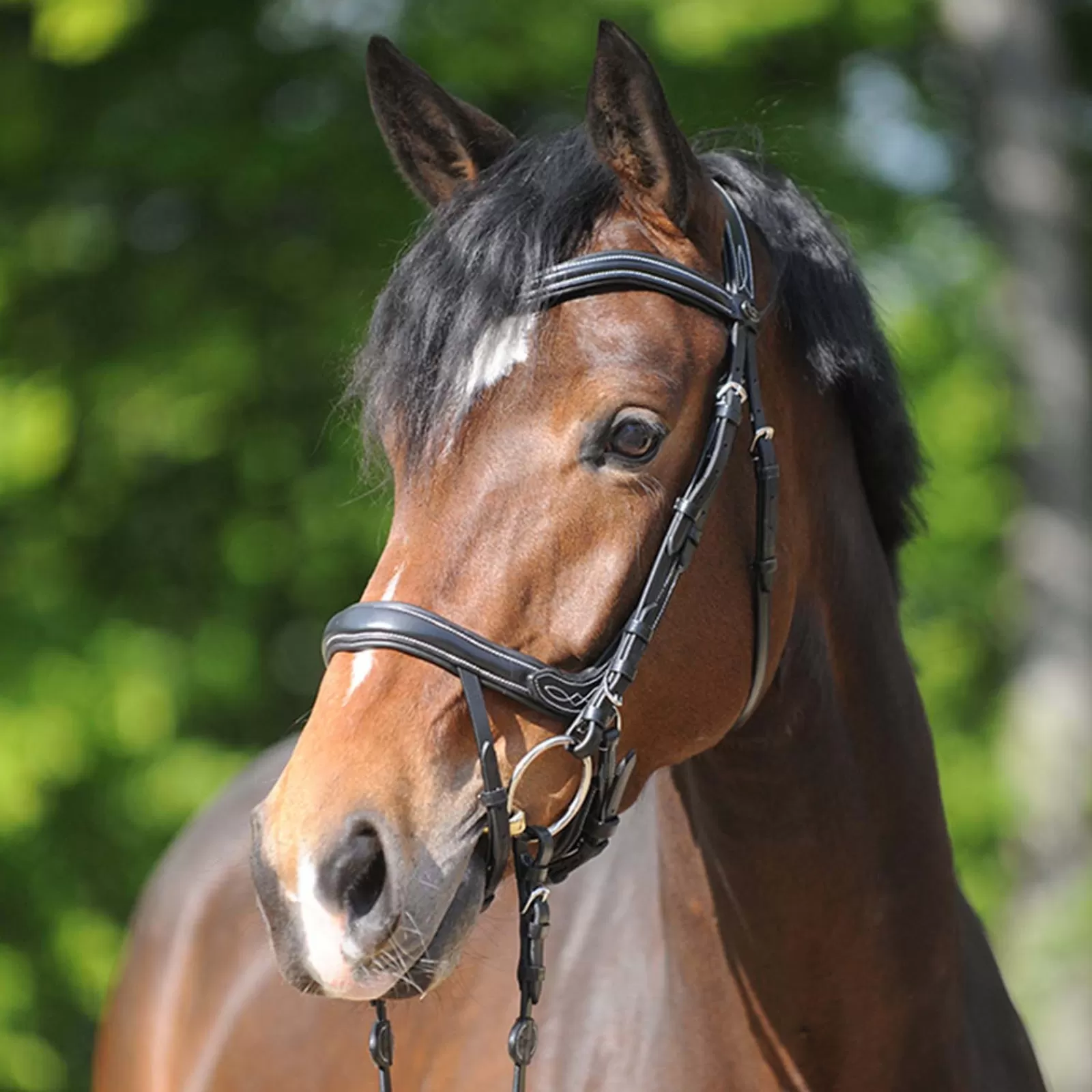 kavalkade Bridle Ivy Ir> Bridles & Nosebands