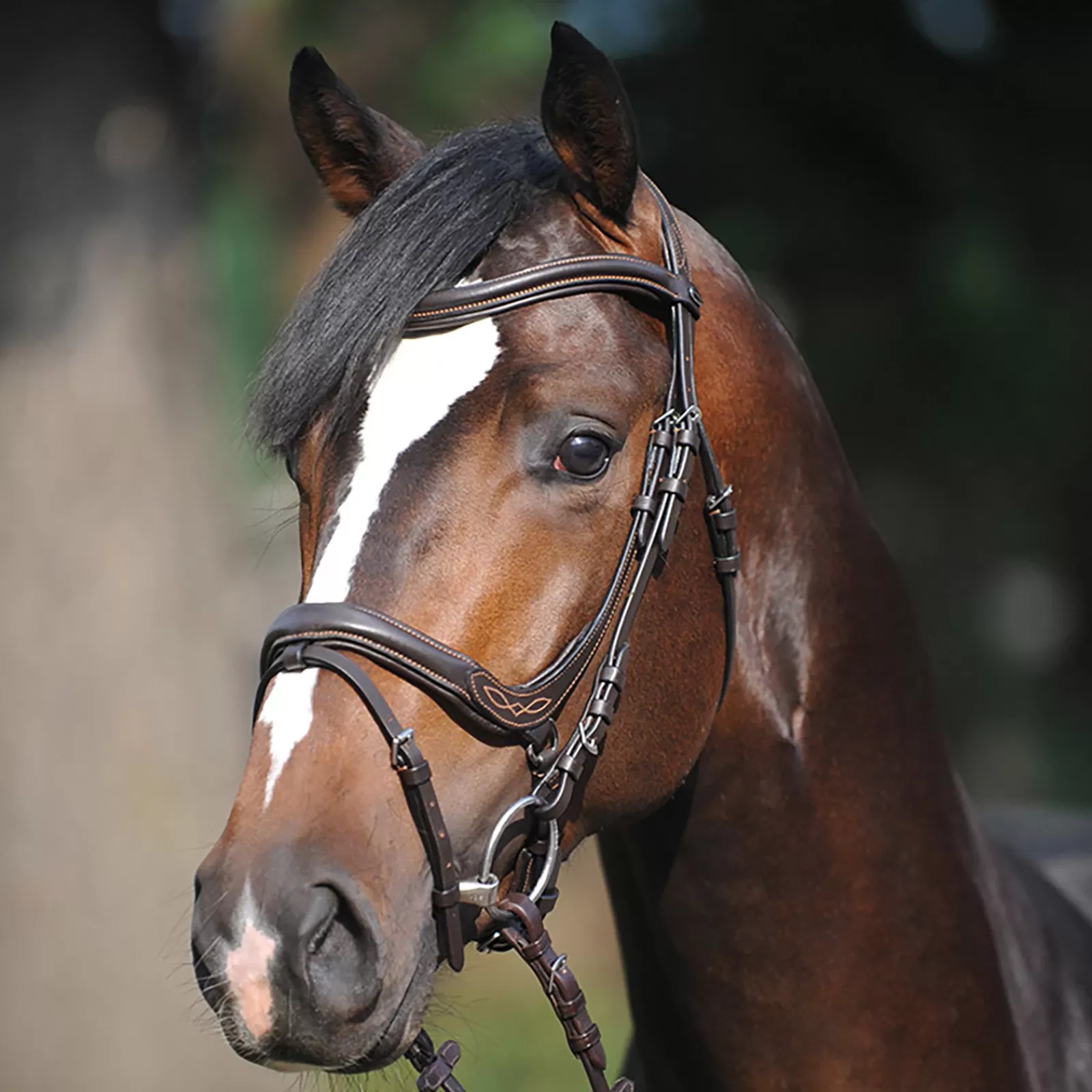 kavalkade Bridle Ivy, Noseband W/ Flash> Bridles & Nosebands