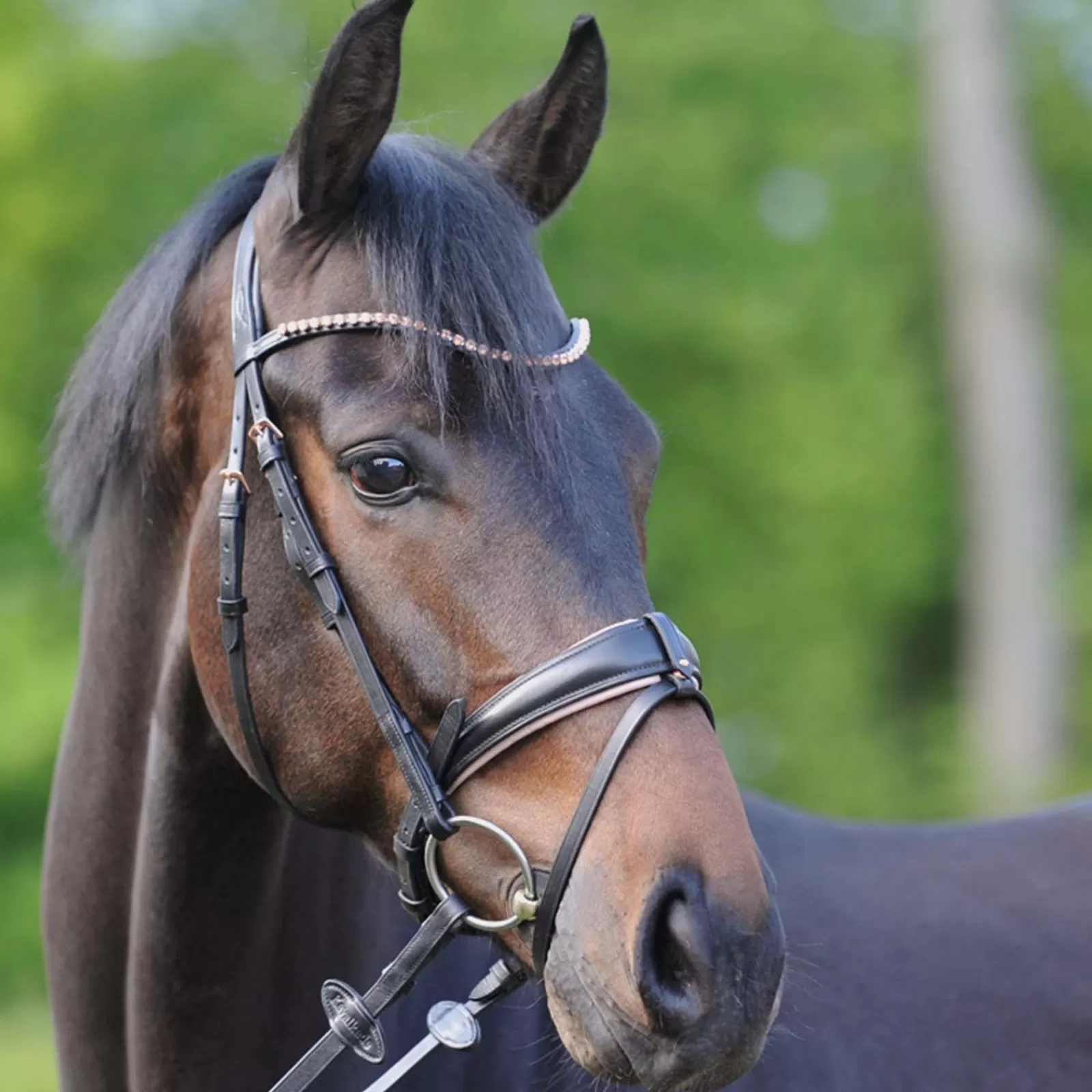 kavalkade Bridle Rose> Bridles & Nosebands