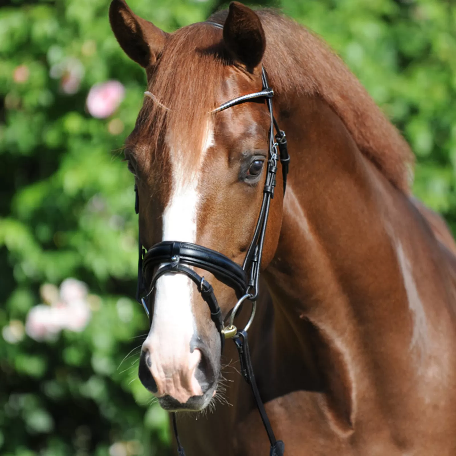 kavalkade Clinchesse Bridle> Bridles & Nosebands