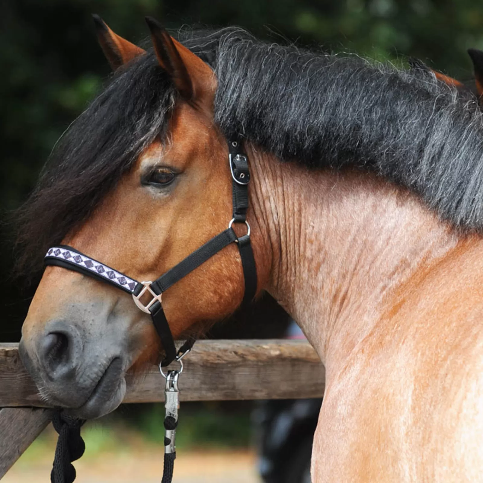 kavalkade Draft Horse Classic Halter> Headcollars & Halters