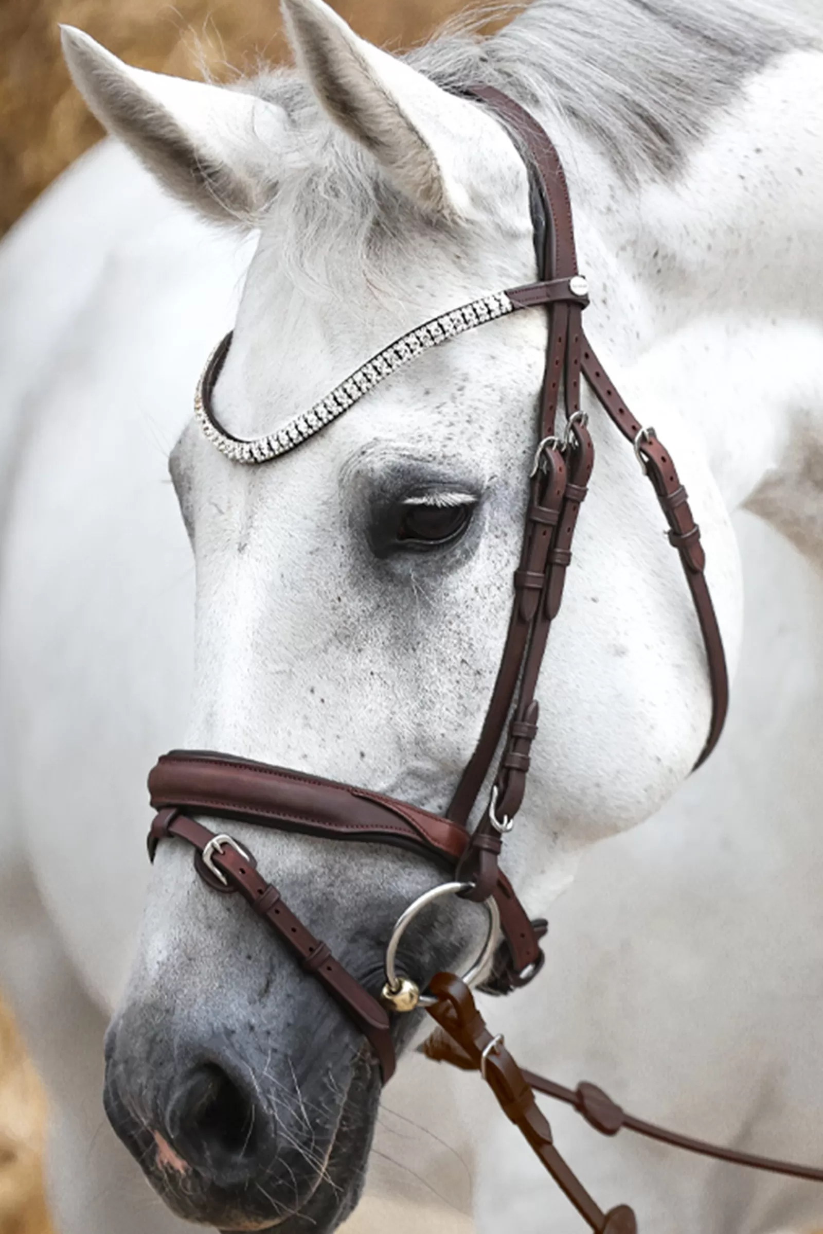 kavalkade Everness Bridle> Bridles & Nosebands