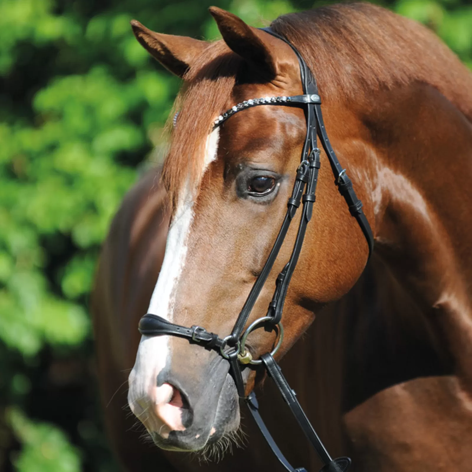 kavalkade Fiala Bridle> Bridles & Nosebands