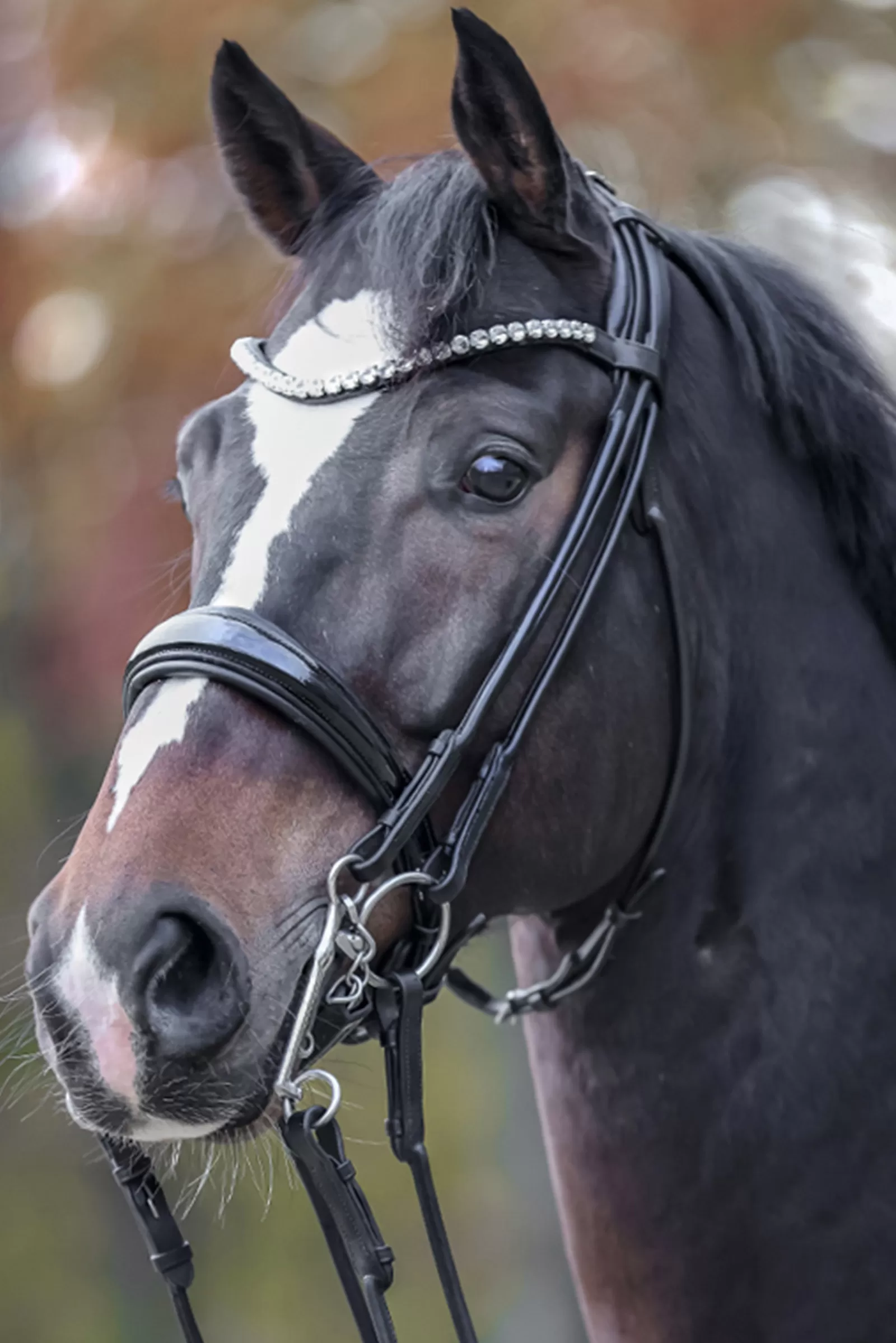 kavalkade Fleur Double Bridle> Bridles & Nosebands