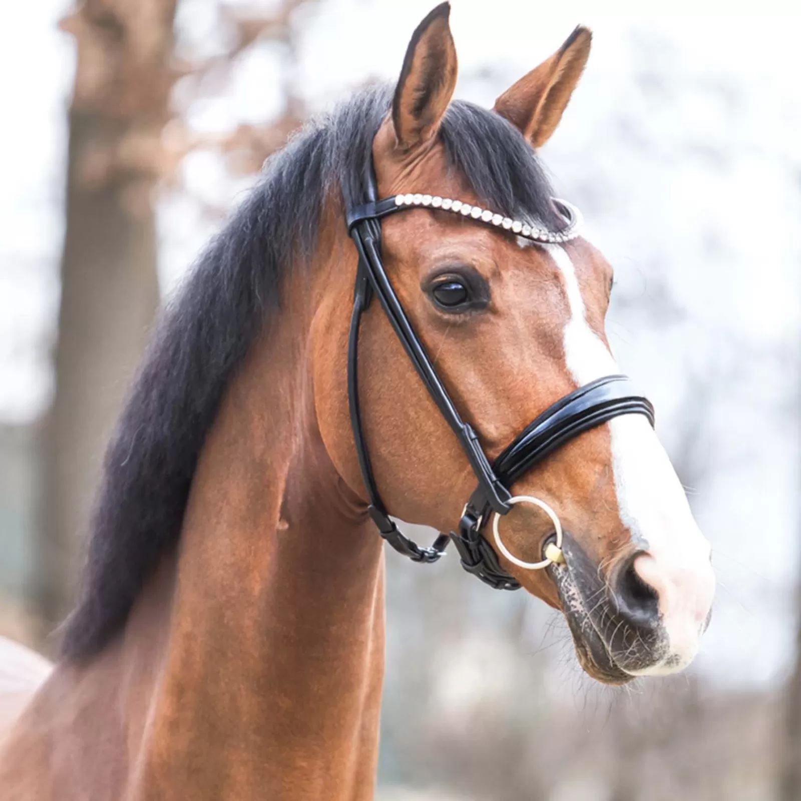 kavalkade Florina Kavalsh4 Bridle> Bridles & Nosebands