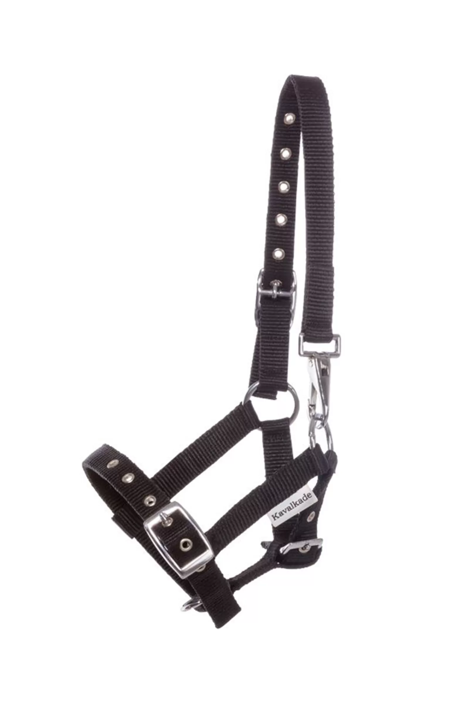 kavalkade Foal & Yearling Halter> Headcollars & Halters