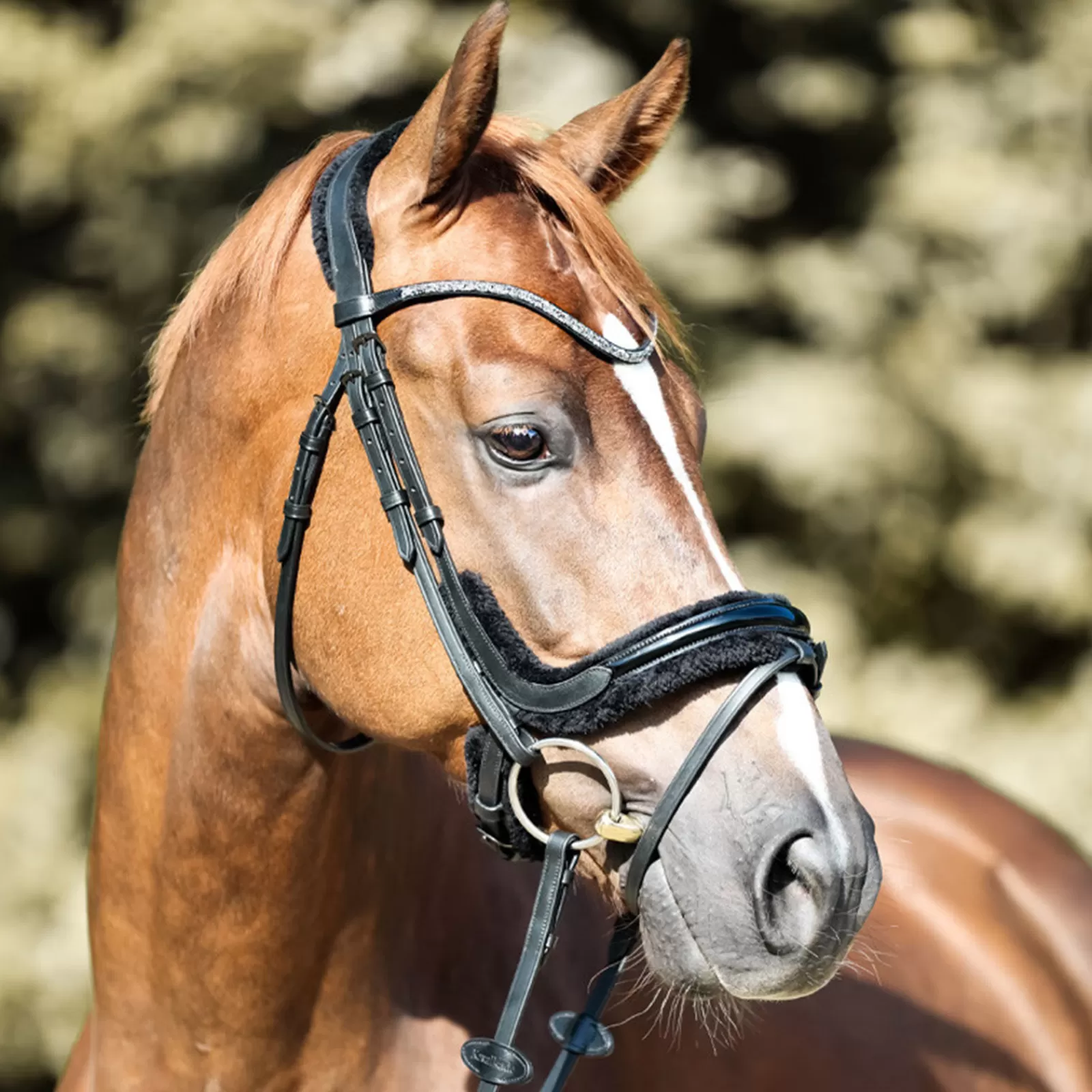 kavalkade Ivella Kavalsh4 Bridle> Bridles & Nosebands