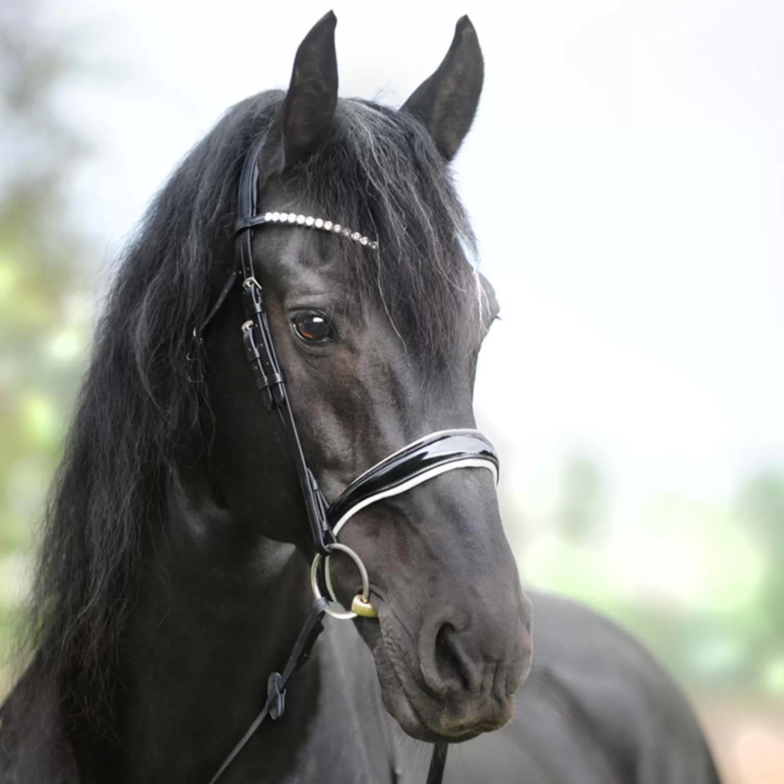 kavalkade Kavalsh4 Juliana English Combined Bridle> Bridles & Nosebands