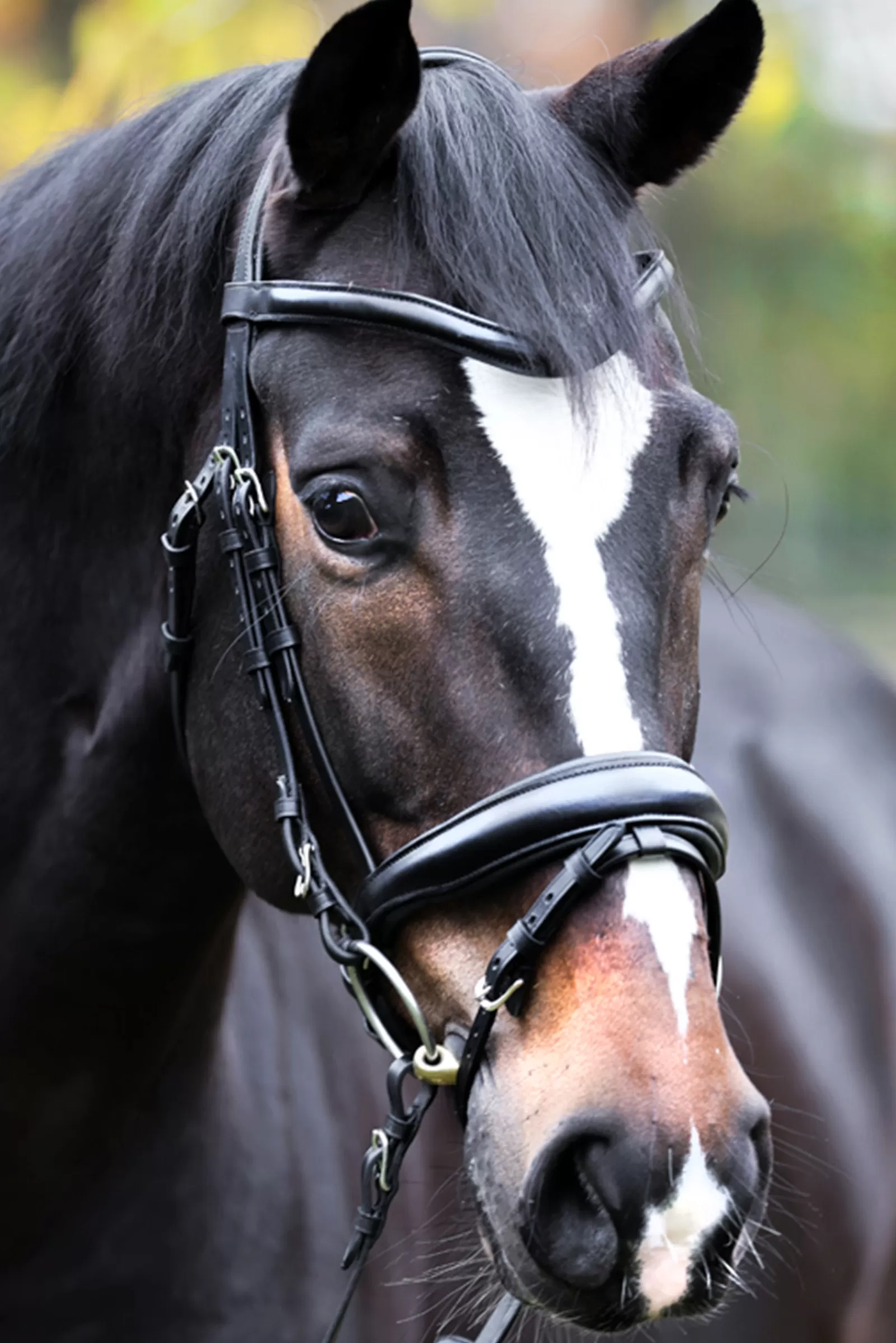 kavalkade Proline Astrid Bridle> Bridles & Nosebands