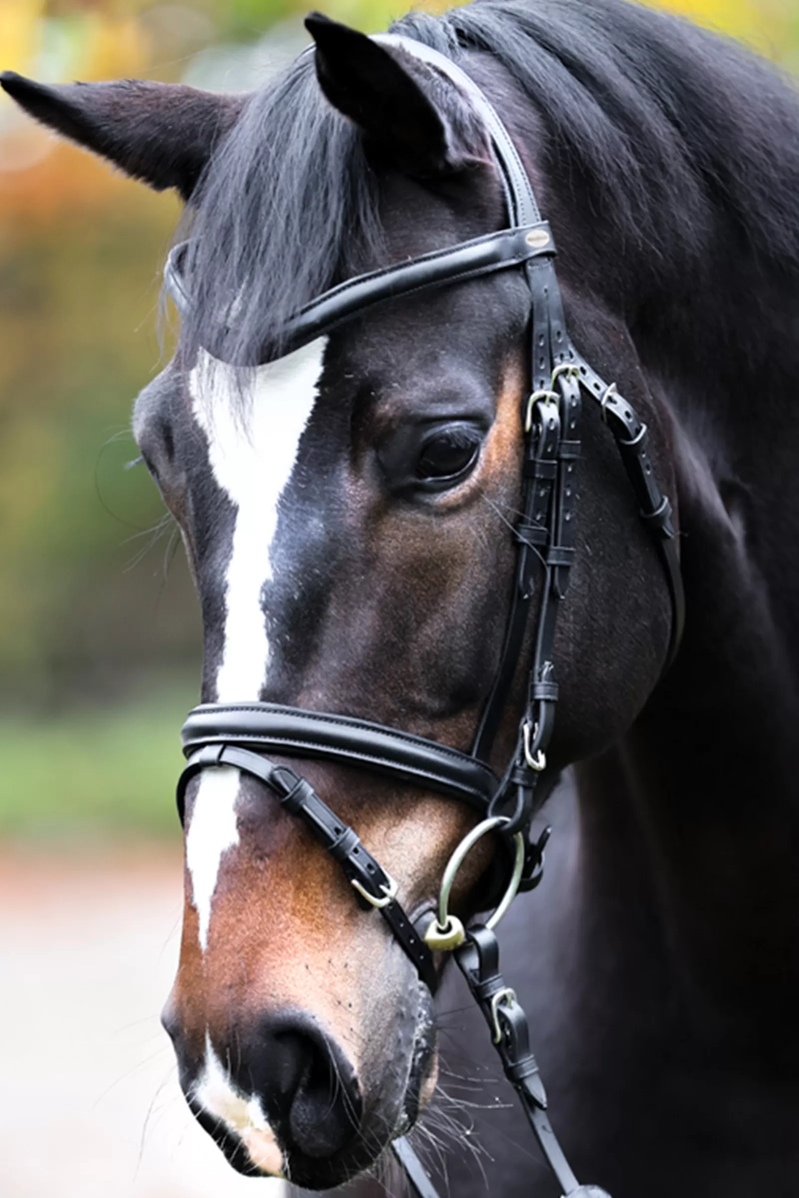 kavalkade Proline William Bridle> Bridles & Nosebands