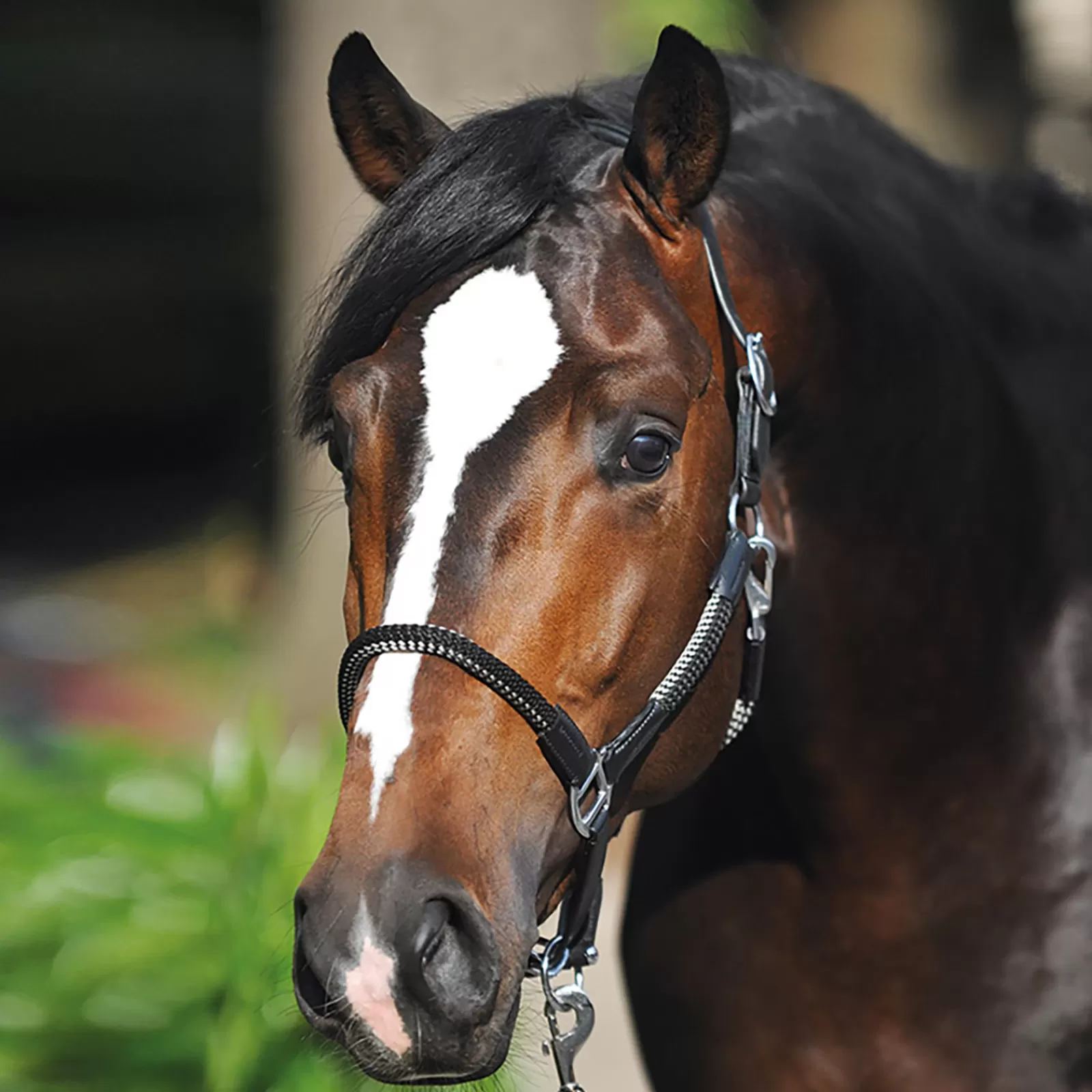 kavalkade Rope Halter Set Cavo> Headcollars & Halters