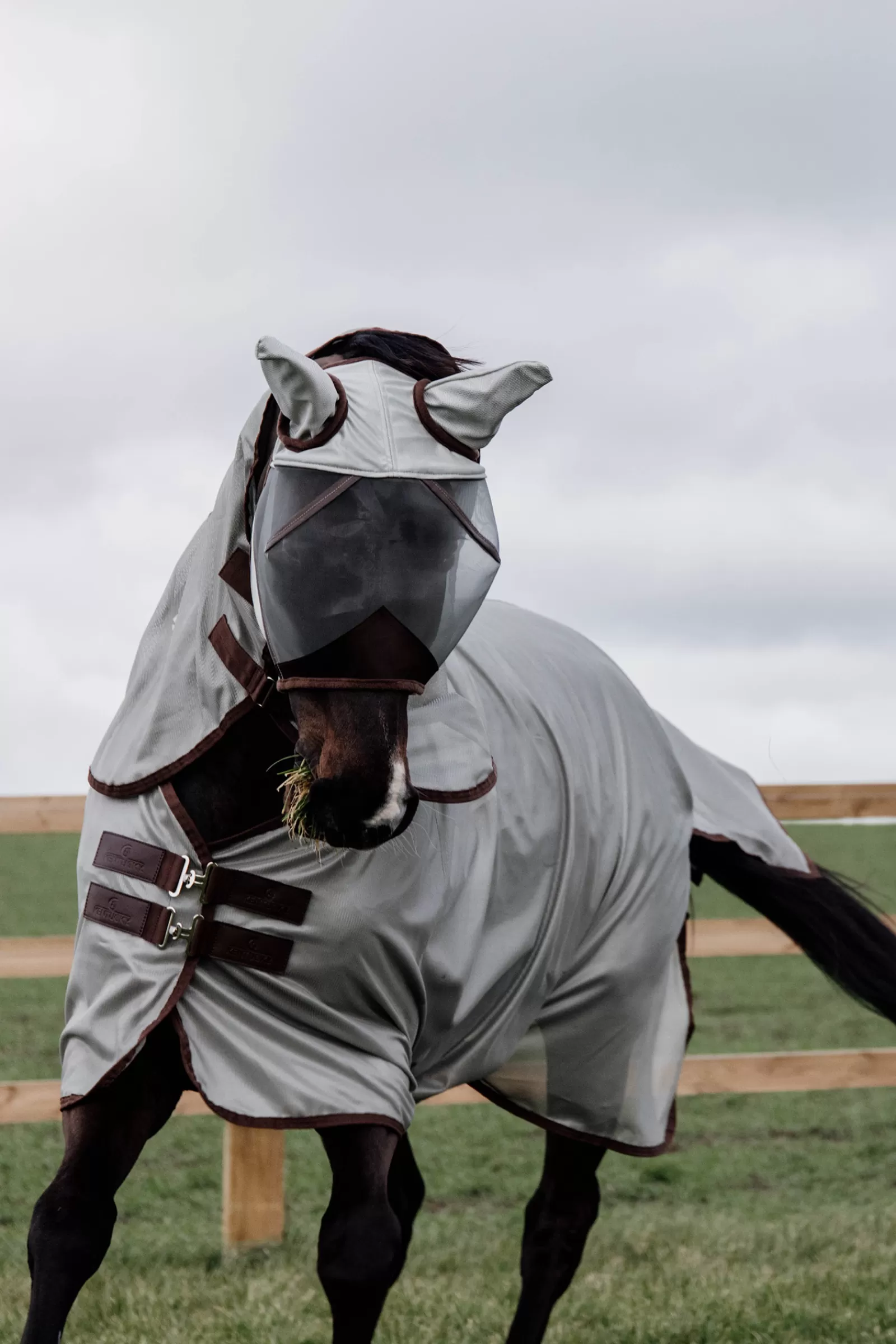 kentucky Horsewear Classic Mesh Fly Rug> Fly Rugs