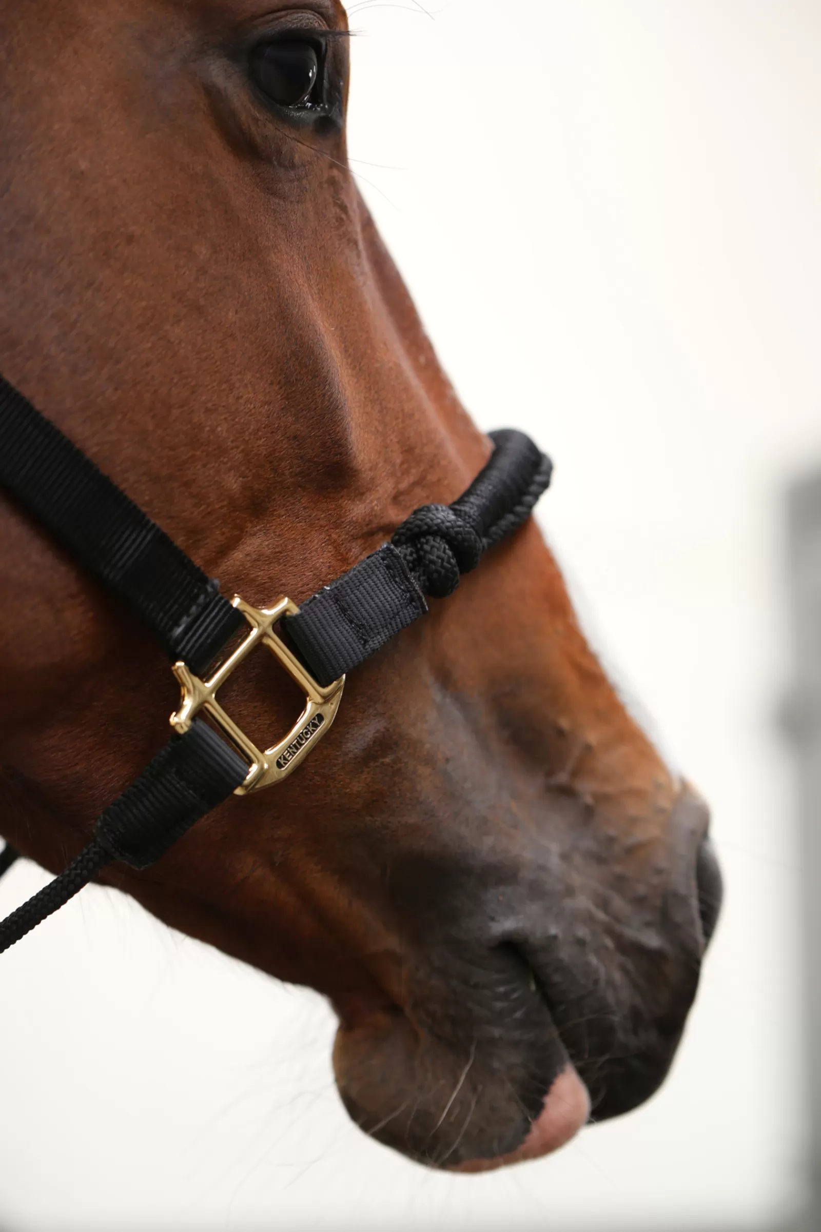 kentucky Horsewear Control Halter> Headcollars & Halters