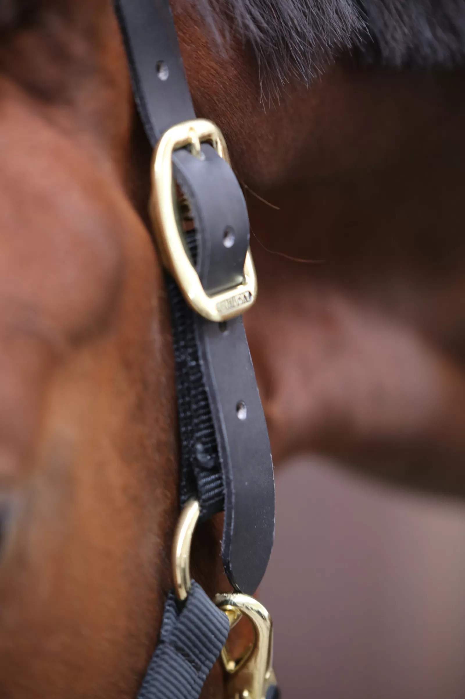 kentucky Horsewear Control Halter> Headcollars & Halters