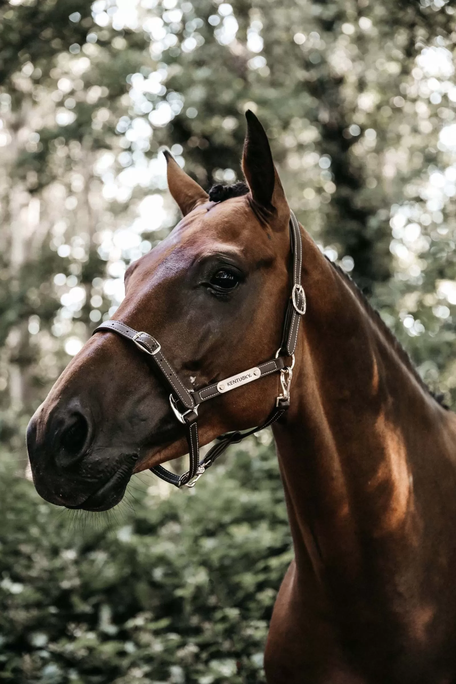 kentucky Horsewear Flexible Leather Halter Neck Piece> Leather Headcollars