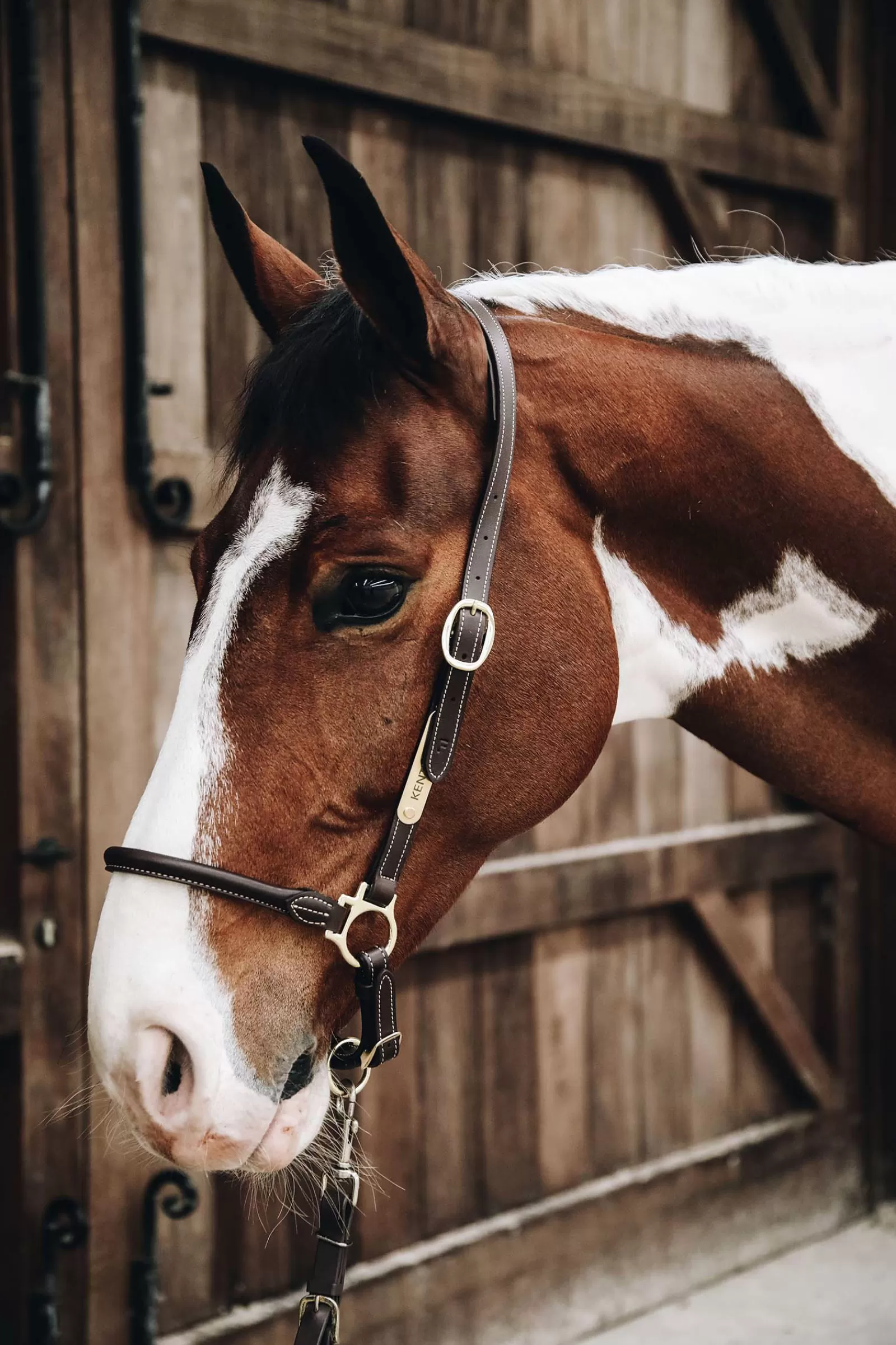 kentucky Horsewear Leather Grooming Halter> Leather Headcollars