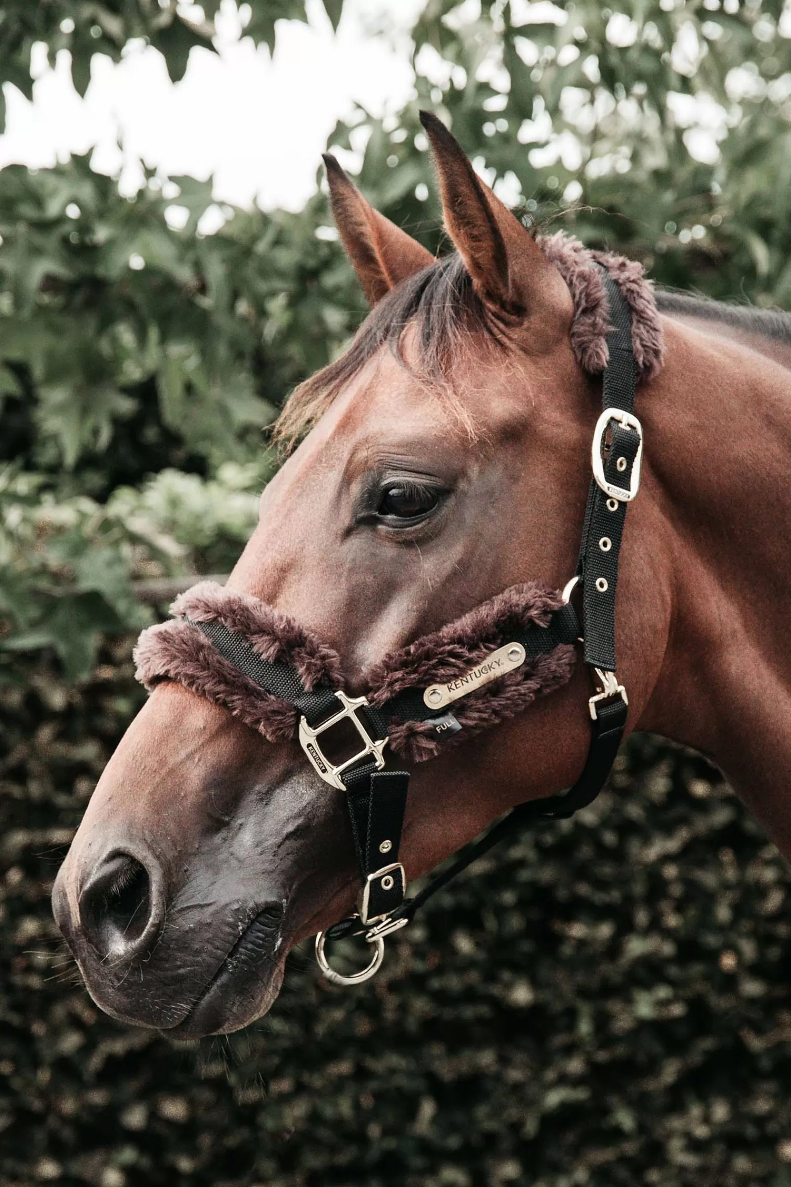 kentucky Horsewear Nylon Sheepskin Halter> Headcollars & Halters